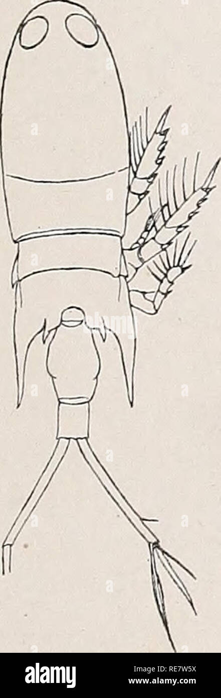 . Copepoden. Copepoda. Abb. 211. Corycaeus rostratus. Ein Abdomen 9, dorsale, b Bauch cf, ventral, c2. Antenne 9, d 2. Antenne cf, d 4. B. in der cT. / Giesbrecht. 2. Corycaeus speciosus Dana. 1852, C.s., Dana, S. 1220, t. 86. 1883, C.s., Brady, S. 115, t. 46. 1892, C.s., Giesbrecht, S. 660, t. 51 w. 29, 39, 40. 9 - vorderkörper 4-, Bauch 2 - gldr.; Bauchkiel abgerundet; Furka länger als das übrige Abdomen; Zipfel des 3. Thsegm. so lang wie das Gensegm.. Abb. 212. Corycaeus speciosus. Ein 9. dorsale, b cf dorsale. / Giesbrecht. Borste des 1. Gl.des Basp.Der 2. Antenne wenigstens doppelt so lang Stockfoto