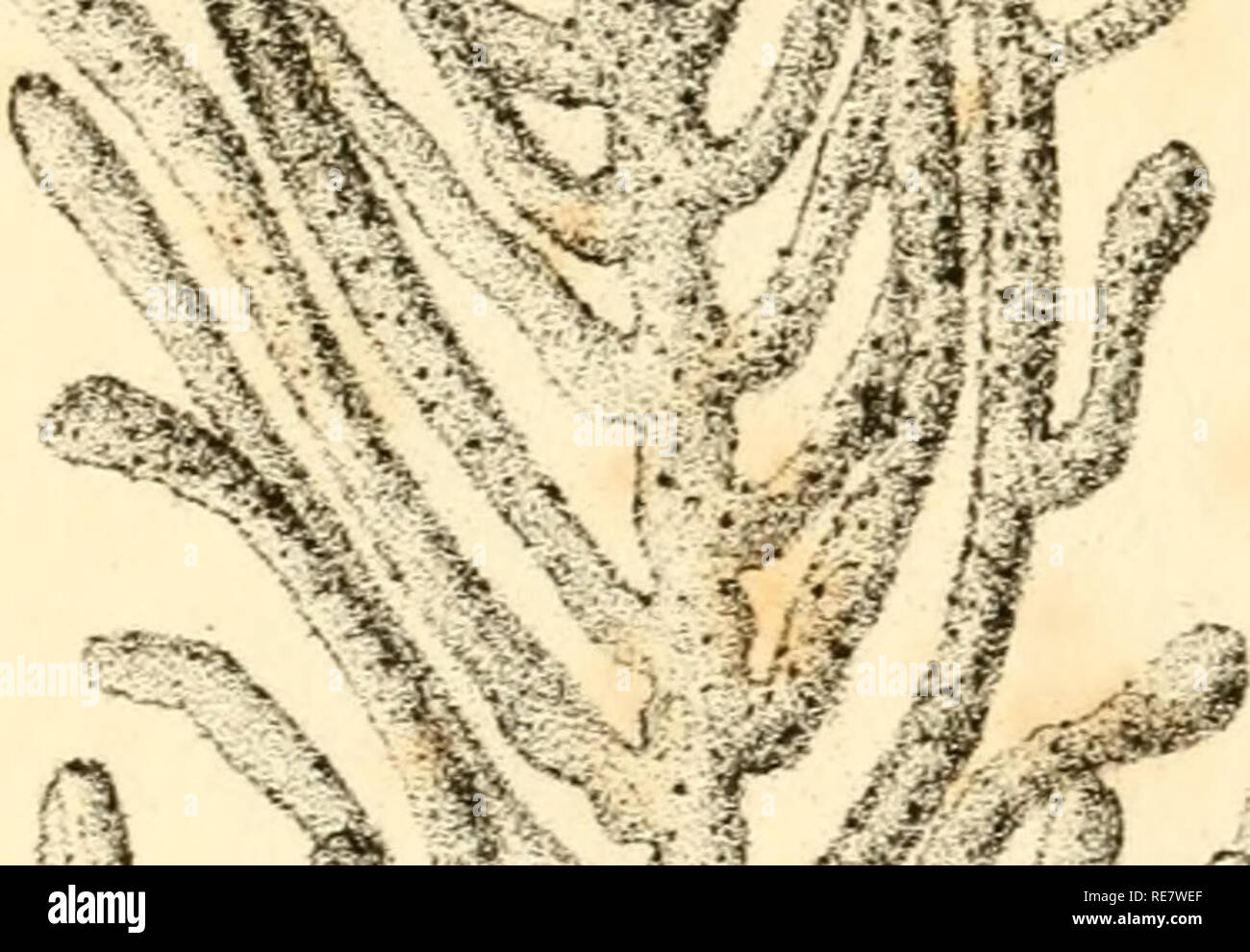 . Corallina, oder eine klassische Anordnung der flexible Coralline polypidoms. Korallen. Â %'-^^. Bitte beachten Sie, dass diese Bilder sind von der gescannten Seite Bilder, die digital für die Lesbarkeit verbessert haben mögen - Färbung und Aussehen dieser Abbildungen können nicht perfekt dem Original ähneln. extrahiert. Lamouroux, M. (Jean Vincent FÃ©lix), 1779-1825. London, Sherwood und Co.; [etc. Usw.] Stockfoto