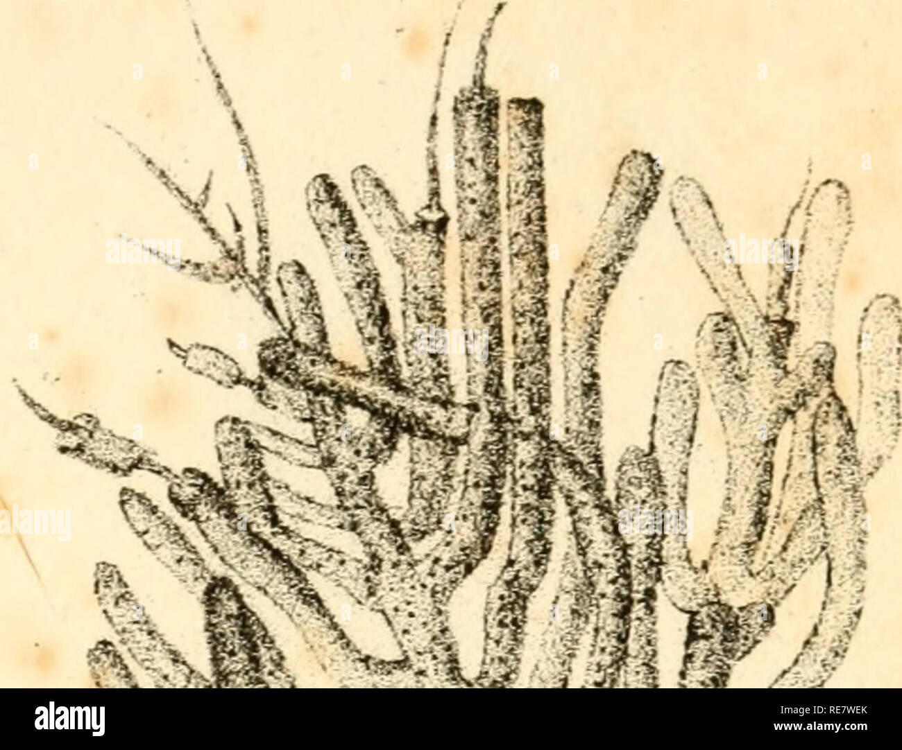 . Corallina, oder eine klassische Anordnung der flexible Coralline polypidoms. Korallen. r XVi. Bitte beachten Sie, dass diese Bilder sind von der gescannten Seite Bilder, die digital für die Lesbarkeit verbessert haben mögen - Färbung und Aussehen dieser Abbildungen können nicht perfekt dem Original ähneln. extrahiert. Lamouroux, M. (Jean Vincent Félix), 1779-1825. London, Sherwood und Co.; [etc. Usw.] Stockfoto