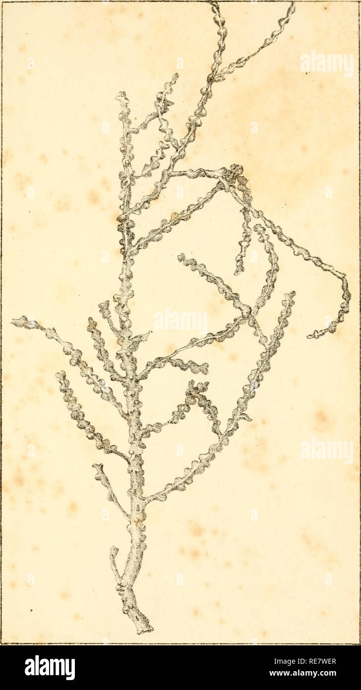 . Corallina, oder eine klassische Anordnung der flexible Coralline polypidoms. Korallen. T!. JC^htJuALltkcf Gorqonia Pustulos" ein. BinUd JiVest, Spielzeug. Bitte beachten Sie, dass diese Bilder sind von der gescannten Seite Bilder, die digital für die Lesbarkeit verbessert haben mögen - Färbung und Aussehen dieser Abbildungen können nicht perfekt dem Original ähneln. extrahiert. Lamouroux, M. (Jean Vincent Félix), 1779-1825. London, Sherwood und Co.; [etc. Usw.] Stockfoto
