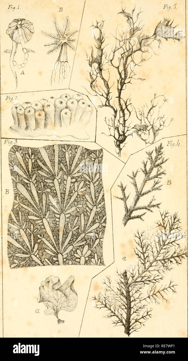 . Corallina, oder eine klassische Anordnung der flexible Coralline polypidoms. Korallen. Xir J. C. Me. Jiu {. LiUxij/. FrLnboibyJWesl Fiq. 1. Ale-loloal pohp.^ Fi (j.Z, Palytkce shllata^ Abb.,^, AntipcdKs ooscu.. Bitte beachten Sie, dass diese Bilder sind von der gescannten Seite Bilder, die digital für die Lesbarkeit verbessert haben mögen - Färbung und Aussehen dieser Abbildungen können nicht perfekt dem Original ähneln. extrahiert. Lamouroux, M. (Jean Vincent Félix), 1779-1825. London, Sherwood und Co.; [etc. Usw.] Stockfoto