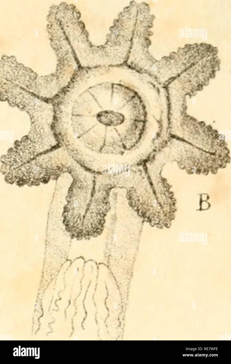 . Corallina, oder eine klassische Anordnung der flexible Coralline polypidoms. Korallen. Â Â®: ^'^^^^^^^^^^^^ -S i"^^^^^^--^ m-A D R A - / - ^^^ â^s^y' r^i^V Fj y w l" Â® SN.^,.&gt;* Â"- feg Ich^?^"Â" f i. Â ¢ v^ajjr'' H^O" J, e, Ud Jvyn.'^ Jjtbh. y. Ja-tiTvb&amp; d.' lif. rftfejh 10 y0n-1 uwi 'Icb cit u nv.. Bitte beachten Sie, dass diese Bilder sind von der gescannten Seite Bilder, die digital für die Lesbarkeit verbessert haben mögen - Färbung und Aussehen dieser Abbildungen können nicht perfekt dem Original ähneln. extrahiert. Lamouroux, M. (Jean Vincent FÃ©lix), 1779-1825. London, Sherwood Stockfoto