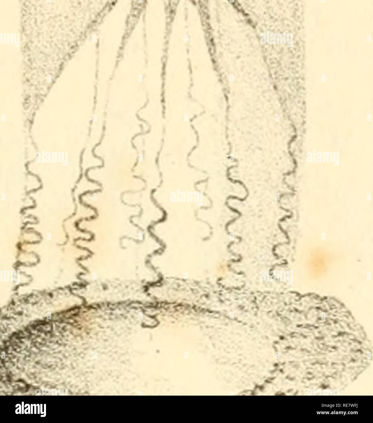 . Corallina, oder eine klassische Anordnung der flexible Coralline polypidoms. Korallen. :&Gt;: m;&gt;f/.|I. Bitte beachten Sie, dass diese Bilder sind von der gescannten Seite Bilder, die digital für die Lesbarkeit verbessert haben mögen - Färbung und Aussehen dieser Abbildungen können nicht perfekt dem Original ähneln. extrahiert. Lamouroux, M. (Jean Vincent Félix), 1779-1825. London, Sherwood und Co.; [etc. Usw.] Stockfoto
