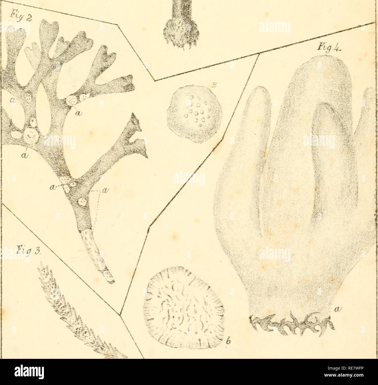 . Corallina, oder eine klassische Anordnung der flexible Coralline polypidoms. Korallen. .: 'J â â^t^^ K-'X'-Si^ fts-W^s. TCa 1 UdLclta" Jiabtlho/loU. Bitte beachten Sie, dass diese Bilder sind von der gescannten Seite Bilder, die digital für die Lesbarkeit verbessert haben mögen - Färbung und Aussehen dieser Abbildungen können nicht perfekt dem Original ähneln. extrahiert. Lamouroux, M. (Jean Vincent FÃ©lix), 1779-1825. London, Sherwood und Co.; [etc. Usw.] Stockfoto