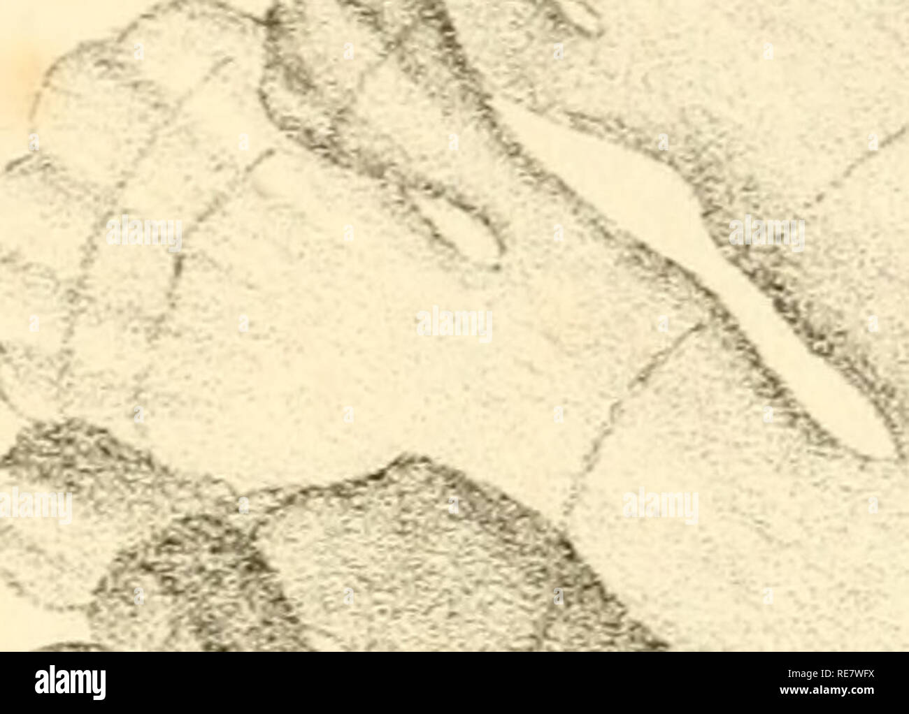 . Corallina, oder eine klassische Anordnung der flexible Coralline polypidoms. Korallen. XJL. %1, f '^^J.-,. t^. #. .: 'J â â^t^^ K-'X'-Si^ fts-W^s. Bitte beachten Sie, dass diese Bilder sind von der gescannten Seite Bilder, die digital für die Lesbarkeit verbessert haben mögen - Färbung und Aussehen dieser Abbildungen können nicht perfekt dem Original ähneln. extrahiert. Lamouroux, M. (Jean Vincent FÃ©lix), 1779-1825. London, Sherwood und Co.; [etc. Usw.] Stockfoto