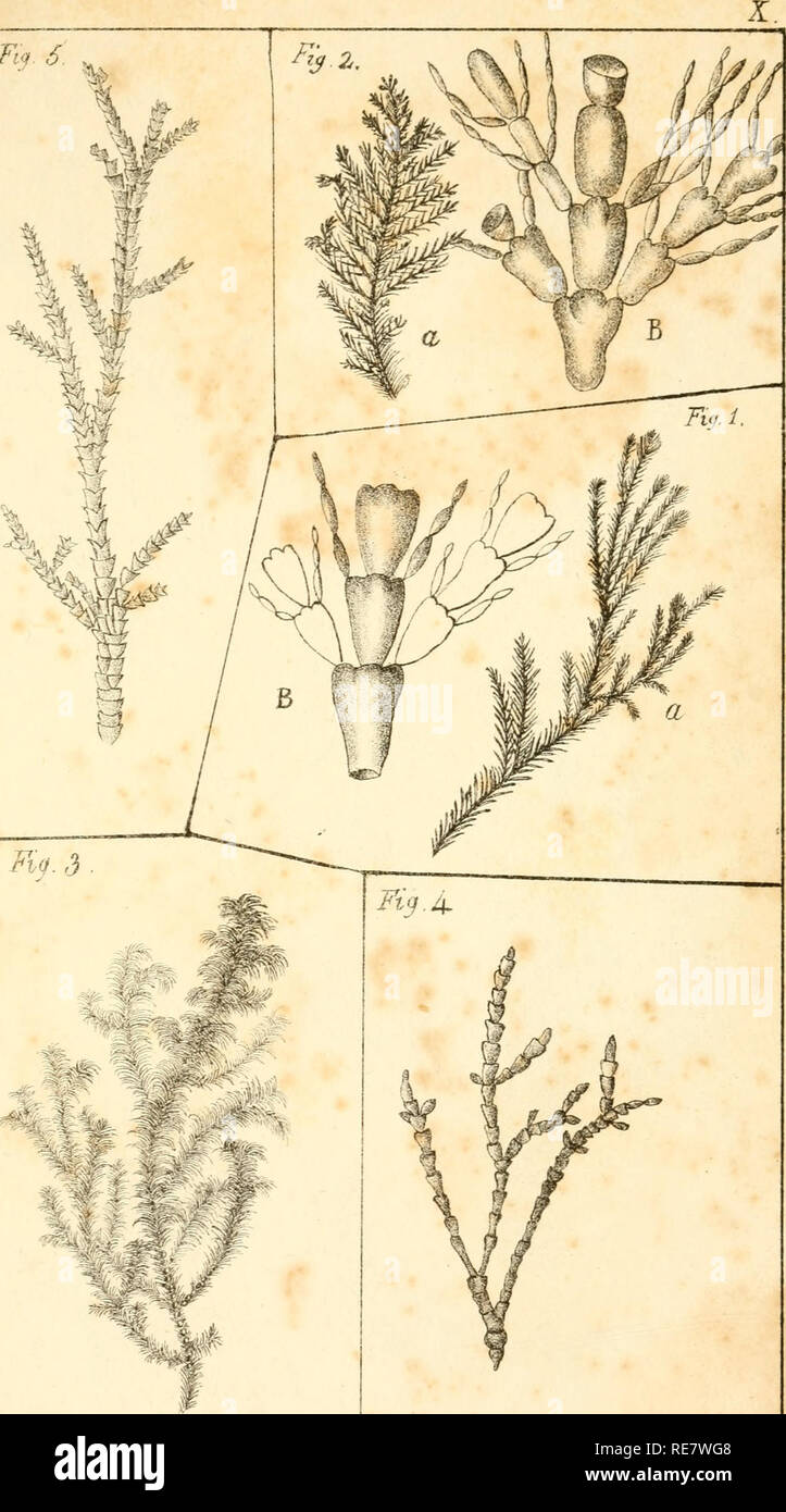 . Corallina, oder eine klassische Anordnung der flexible Coralline polypidoms. Korallen. Fi&lt; j. 6. ,. Rtg. l. Corablltna Graetlts. -- ^^ S -^- C-• Frainetto. Abb.^X'. Crt^ pata.-Fia 4 -&gt;^- Simplex:. Rig.6, C. iroUjevoL. - F - rvnXt d, Ty, J M^t.. Bitte beachten Sie, dass diese Bilder sind von der gescannten Seite Bilder, die digital für die Lesbarkeit verbessert haben mögen - Färbung und Aussehen dieser Abbildungen können nicht perfekt dem Original ähneln. extrahiert. Lamouroux, M. (Jean Vincent Félix), 1779-1825. London, Sherwood und Co.; [etc. Usw.] Stockfoto