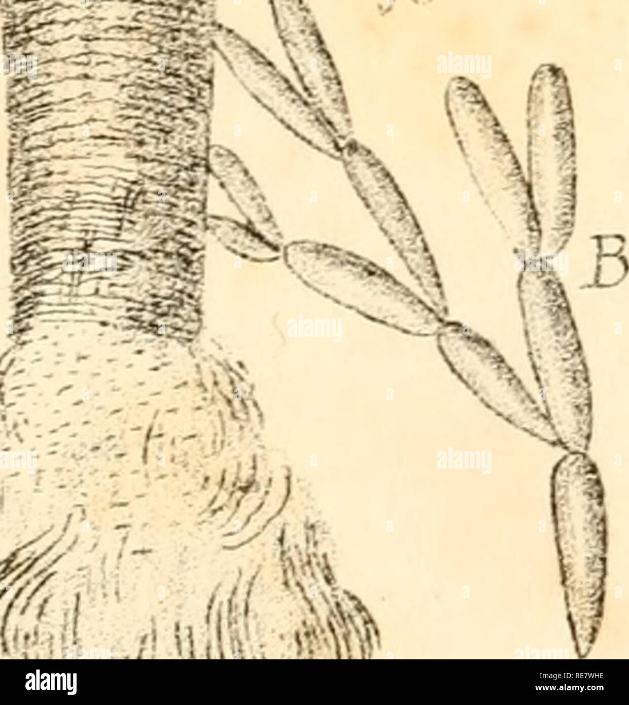 . Corallina, oder eine klassische Anordnung der flexible Coralline polypidoms. Korallen. . Bitte beachten Sie, dass diese Bilder sind von der gescannten Seite Bilder, die digital für die Lesbarkeit verbessert haben mögen - Färbung und Aussehen dieser Abbildungen können nicht perfekt dem Original ähneln. extrahiert. Lamouroux, M. (Jean Vincent Félix), 1779-1825. London, Sherwood und Co.; [etc. Usw.] Stockfoto