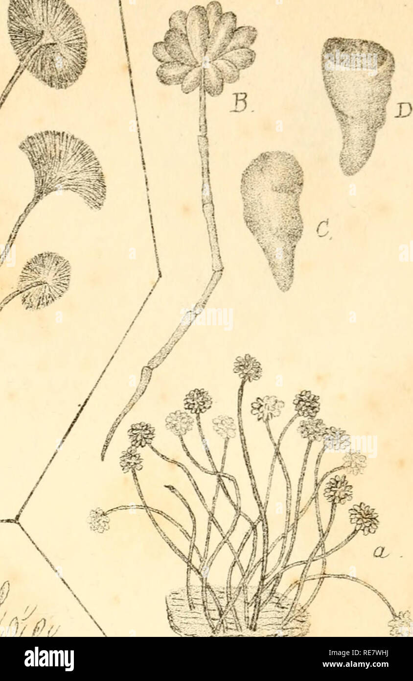 . Corallina, oder eine klassische Anordnung der flexible Coralline polypidoms. Korallen. . Bitte beachten Sie, dass diese Bilder sind von der gescannten Seite Bilder, die digital für die Lesbarkeit verbessert haben mögen - Färbung und Aussehen dieser Abbildungen können nicht perfekt dem Original ähneln. extrahiert. Lamouroux, M. (Jean Vincent Félix), 1779-1825. London, Sherwood und Co.; [etc. Usw.] Stockfoto