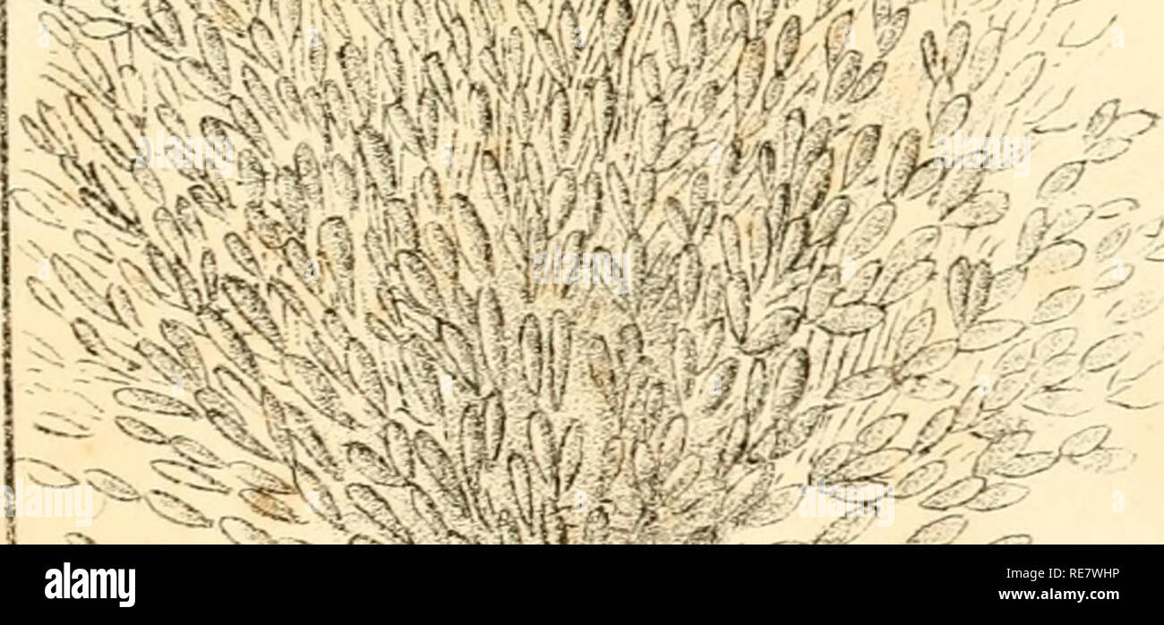 . Corallina, oder eine klassische Anordnung der flexible Coralline polypidoms. Korallen. . Bitte beachten Sie, dass diese Bilder sind von der gescannten Seite Bilder, die digital für die Lesbarkeit verbessert haben mögen - Färbung und Aussehen dieser Abbildungen können nicht perfekt dem Original ähneln. extrahiert. Lamouroux, M. (Jean Vincent Félix), 1779-1825. London, Sherwood und Co.; [etc. Usw.] Stockfoto