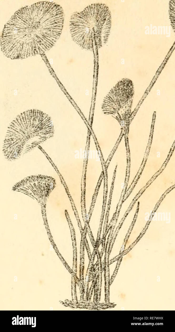 . Corallina, oder eine klassische Anordnung der flexible Coralline polypidoms. Korallen. vm. fiqj. Ft.^.^ 2. 0^^.^^. Bitte beachten Sie, dass diese Bilder sind von der gescannten Seite Bilder, die digital für die Lesbarkeit verbessert haben mögen - Färbung und Aussehen dieser Abbildungen können nicht perfekt dem Original ähneln. extrahiert. Lamouroux, M. (Jean Vincent Félix), 1779-1825. London, Sherwood und Co.; [etc. Usw.] Stockfoto