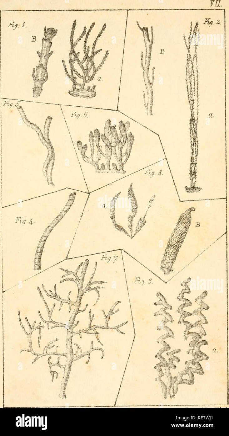 . Corallina, oder eine klassische Anordnung der flexible Coralline polypidoms. Korallen. ftci 5-'^' hvajnoufobscttwlcubcb - Grippe 6. Tii'l. cornwccmoE^. ^ = Ixu ich. JfMm 'Ich-rU-duvt eytvsfV'. Bitte beachten Sie, dass diese Bilder sind von der gescannten Seite Bilder, die digital für die Lesbarkeit verbessert haben mögen - Färbung und Aussehen dieser Abbildungen können nicht perfekt dem Original ähneln. extrahiert. Lamouroux, M. (Jean Vincent Félix), 1779-1825. London, Sherwood und Co.; [etc. Usw.] Stockfoto