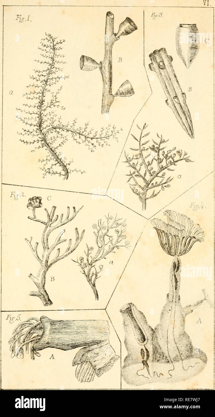 . Corallina, oder eine klassische Anordnung der flexible Coralline polypidoms. Korallen. Fio. j. Lacmedea anhpathej, Zn Abb. 3, salacia Fiy tdracytliara, m, 5, Nau (i Lucijuc^ ein. ^^tr iU-: cv J iVi't. F: j-J-. Sie ein } e jj ich ein n i". .. Bitte beachten Sie, dass diese Bilder sind von der gescannten Seite Bilder, die digital für die Lesbarkeit verbessert haben mögen - Färbung und Aussehen dieser Abbildungen können nicht perfekt dem Original ähneln. extrahiert. Lamouroux, M. (Jean Vincent Félix), 1779-1825. London, Sherwood und Co.; [etc. Usw.] Stockfoto
