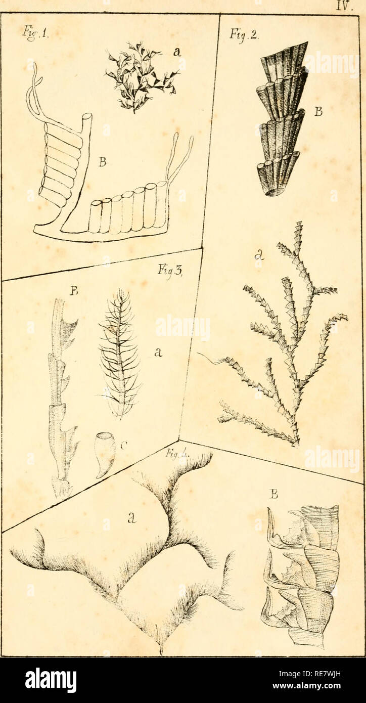 . Corallina, oder eine klassische Anordnung der flexible Coralline polypidoms. Korallen. J. CMst. Juri. Ltthd,^ PrinUlhy. J] ht. Fi (^J, Amaflita cf) t'Firma Nufa. zz. Iiy. 2 rAraa." lhia sm^'atis, tvai 5. mmertej'ia Jantm. m S'ie. UAi^ lacphen. ia bei cuatci,. Bitte beachten Sie, dass diese Bilder sind von der gescannten Seite Bilder, die digital für die Lesbarkeit verbessert haben mögen - Färbung und Aussehen dieser Abbildungen können nicht perfekt dem Original ähneln. extrahiert. Lamouroux, M. (Jean Vincent Félix), 1779-1825. London, Sherwood und Co.; [etc. Usw.] Stockfoto
