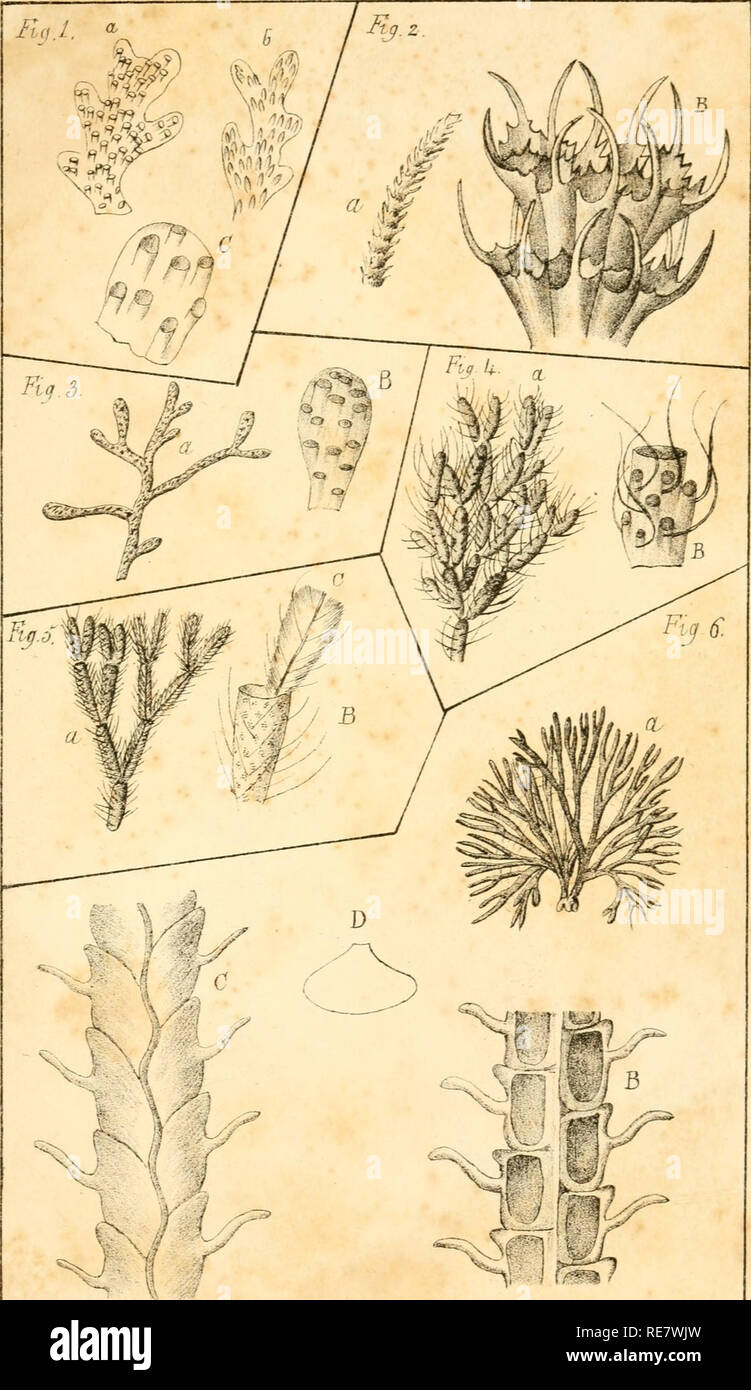 . Corallina, oder eine klassische Anordnung der flexible Coralline polypidoms. Korallen. n.. J. C. WtA. Ju n ^.^ Liit yCj. /Â Ich^^. 3, Htzx'ri na-Slainv utv. Ftj. S. Ca'herecb dtchobomo/. Fti ^. Z. EUclrcp ve-rtvctlliibiv. Fg. Ich^^. Cetlarici kvrstibcL. na. ff. Ccui/la Aro/chnovd&AMP;s. Prmtedoj. J. WKS ^.. Bitte beachten Sie, dass diese Bilder sind von der gescannten Seite Bilder, die digital für die Lesbarkeit verbessert haben mögen - Färbung und Aussehen dieser Abbildungen können nicht perfekt dem Original ähneln. extrahiert. Lamouroux, M. (Jean Vincent FÃ©lix), 1779-1825. London, Sherwood und Co.; [etc. Usw.] Stockfoto