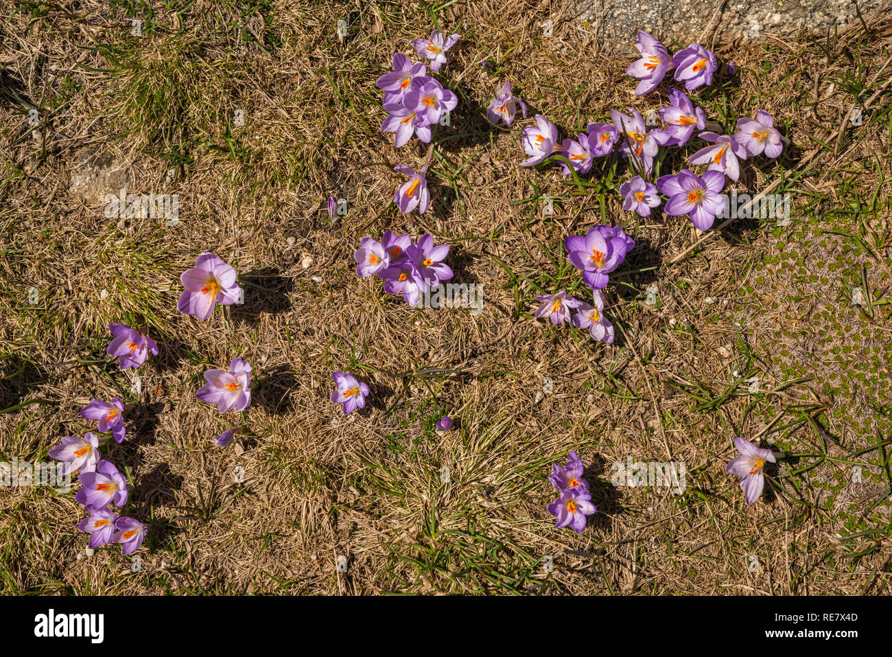 Lila Krokusse blühen, Mitte Mai, auf dem Monte Renoso Trail, Haute-Corse, Korsika, Frankreich Stockfoto