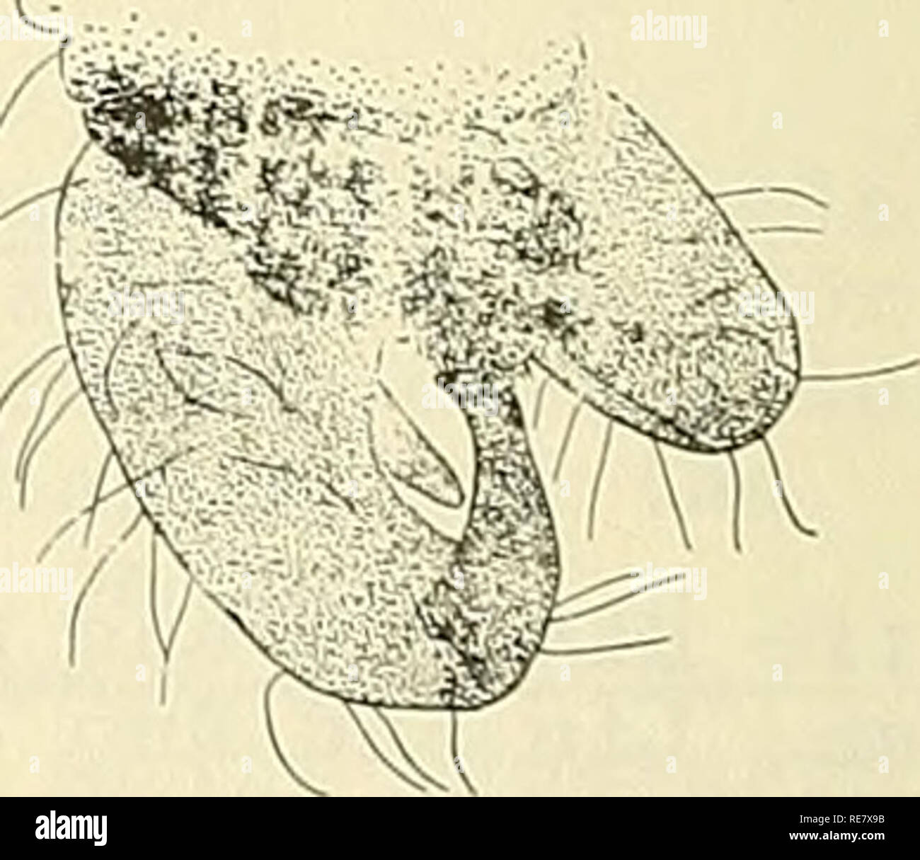 . Kooperative Wirtschaftsbeziehungen insekt Bericht. Nützlinge und Schädlinge. Figuren von S. oryzae: A-Phasen der S. oryzae und Beschädigung der Reispflanze (Hinweis lange Galle mit silbernen Spitzen). B &Amp; C-Segmente 4, 5 und 10 der männlichen Antenne. D-Segmente 3, 4 und 5 der weiblichen Antenne. E-Genitalien männlich. Zahlen (außer Karte): Alle Stufen und Schäden von Fletcher, T.B. (Editor). 1917. Bericht über die Beratungen der zweiten Entomologischen Treffen, Pusa, Indien, 24.02.5-12, 340 s. Antennal Segmente und männlichen Genitalien von Mani, M. S. 1934. Datensätze indischen Mus. 36 (4): 371-452. Wichtige Referenz: Barnes, H. F. 1956. Gal Stockfoto