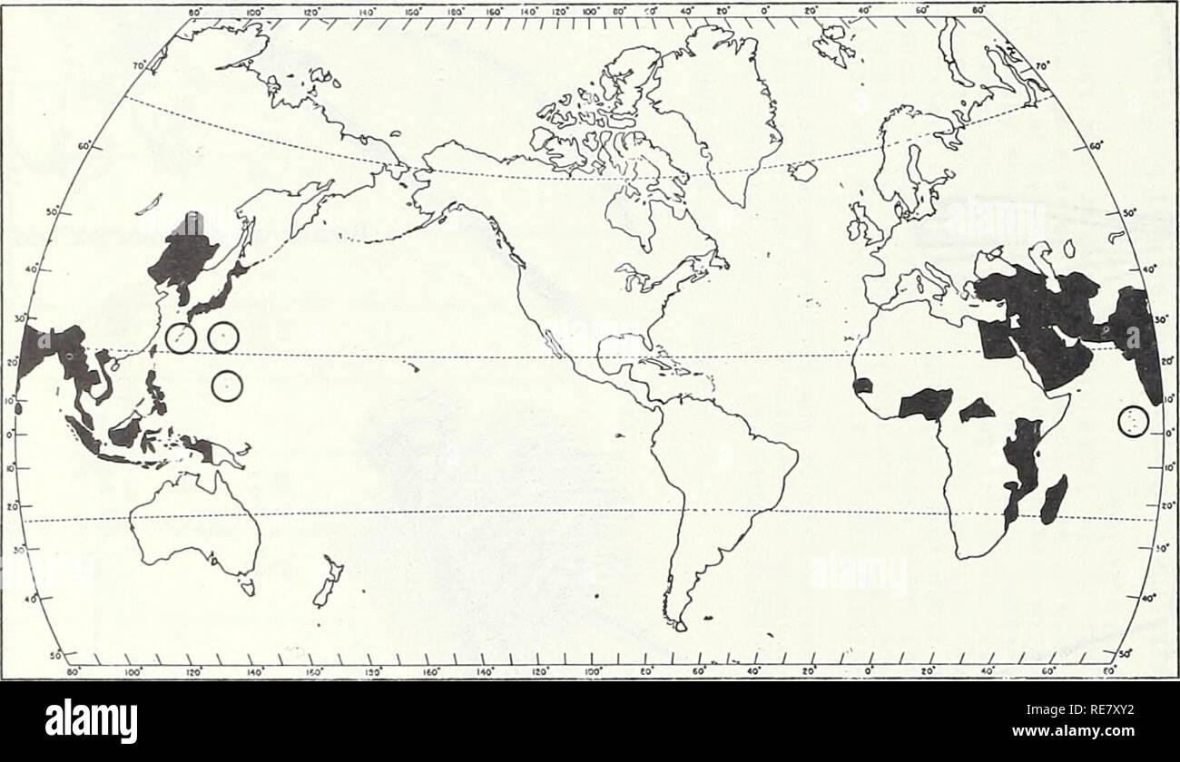 . Kooperative Wirtschaftsbeziehungen insekt Bericht. Schadinsekten Kontrolle Usa Zeitschriften. - 952 - Hosts: Rinder, Schweine, Vögel und Menschen. Leben Geschichte und Gewohnheiten: Die Biologie in Japan ist wie folgt: Überwinterung Frauen in Ende März oder Anfang April erscheinen. Unter Laborbedingungen, einem weiblichen Einlagen bis zu 4 ei Massen, die jeweils über 50 und 200 Eier. Schraffur tritt in 2 Tagen und Verpuppung in 10 Tagen. Erwachsene in 2 Tagen. Obwohl die meisten Frauen im Winterschlaf im September geben, Männer noch bis Anfang November zu schwärmen. Paarung wurde in der Schwärme beobachtet. Larven wurden Stockfoto