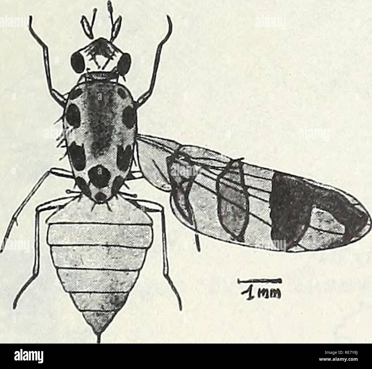 . Kooperative Wirtschaftsbeziehungen insekt Bericht. Schadinsekten Kontrolle Usa Zeitschriften. - 41 - INSEKTEN NICHT BEKANNT, DASS IN DEN VEREINIGTEN STAATEN BELUTSCHISTAN MELONE FLIEGE (Myiopardalis pardalina (RASSISTISCHE)) Wirtschaftliche Bedeutung: Myiopardalis pardalina ist eine schwere Pest Melonen im Kaukasus und Syrien; auch in Israel, wo bis zu 60 Prozent der Wassermelone Pflanzen und 85-90 Prozent der muskmelons und andere Melonen Berichten zufolge in einigen Jahren befallen sind. Beobachtungen in Belutschistan, Pakistan zeigen, dass 40.000 Melonen, wenn gegen Fliegen Angriff in Tüten, in einer Gegend, wo nur 2500 hergestellt werden kann, wenn das Erntegut hergestellt werden können Stockfoto