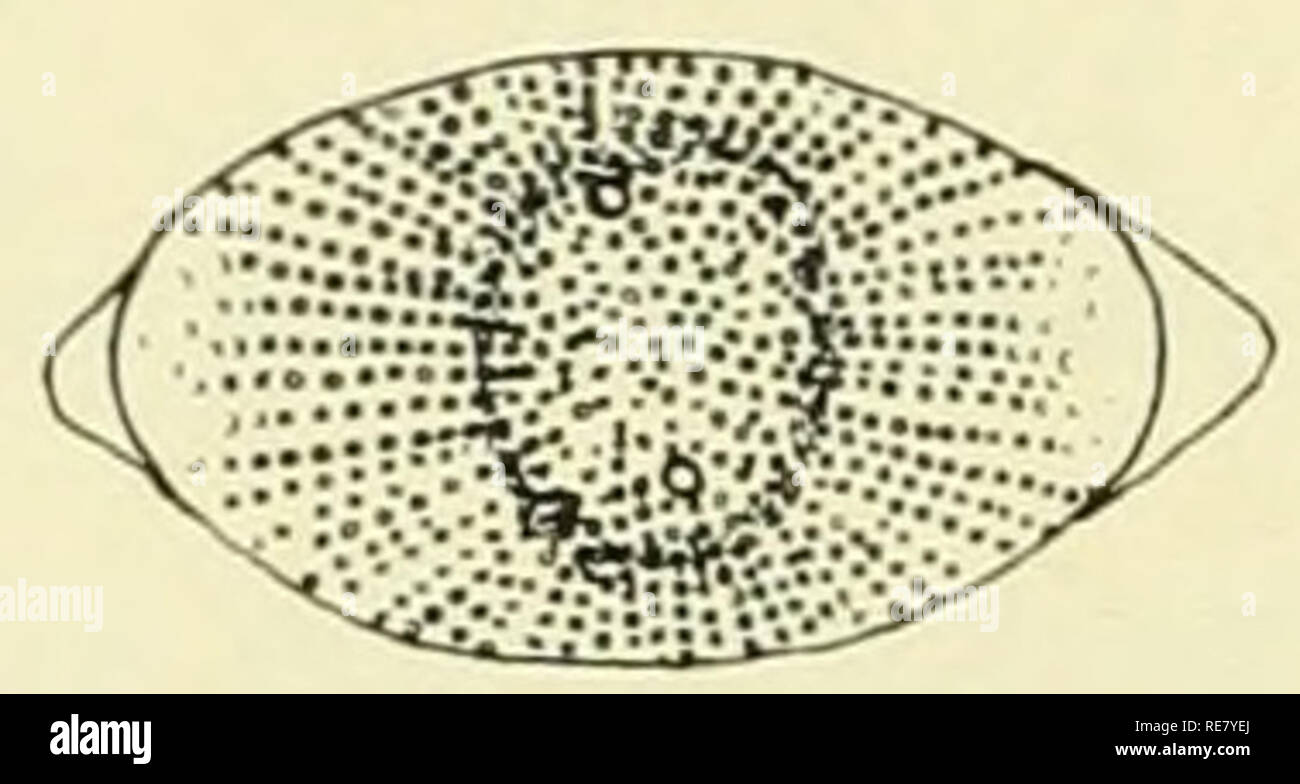 . Die Erde unter dem Meer: Geschichte. Ocean Bottom; Marine Geophysik. 50 u y^Abb. 2. Einige Quaternäre planktische Kieselalgen. Sedimente, aber unter Bedingungen, die sich besonders für die Erhaltung des empfindlichen sihceous Skelette (relativ geringe Tiefe und hohe Rate von Sediment Anhäufung) der Beitrag von Biogenem Silizium durch die kieselalgen Ansätze oder übertrifft die Der radiolarians. Gut Kieselalge sickert in einigen Bereichen definiert enthalten so viel wie 30-40% biogene Silica, aber es darf nicht davon ausgegangen werden, dass eine solch hohe Inhalt aus kieselsäurehaltigen Skeletten ist charakteristisch für alle Bereiche wie markiert Stockfoto