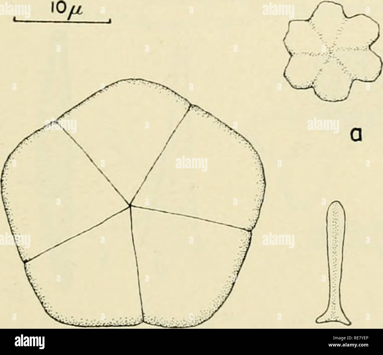 . Die Erde unter dem Meer: Geschichte. Ocean Bottom; Marine Geophysik. CHAP. 33] Die erhaltenen Datensatz: PALÄONTOLOGIE DER PELAGISCHEN SEDIMENTEN 869 Hasle (1959) berichtet, dass die Zahl der Coccolithophoriden in der oberen 100-200 m von tropischen zu subantarktischen Gewässern sind in der Größenordnung von Tausenden/ml. Bramlette (1958) schätzt, dass in den typischen Quartären kalkhaltigen ooze fi-om im tropischen Pazifik, coccolithophoriden sind 10-15% der gesamten Calciumcarbonat der Sediment, und dass in vielen frühen Tertiär Kalkstein sickert und Kreiden, coccolithen und verwandte Formen, auf die etwa 50 % der Stockfoto