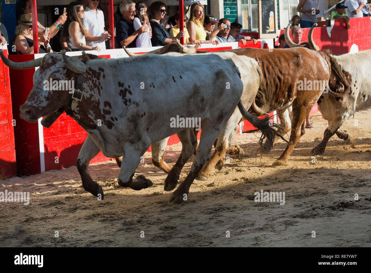 Traditionelle Largada de Toiros, Straße Stierkampf, Festas do Barrete Verde e das Salinas, Provinz Alcochete, Setubal, Portugal Stockfoto