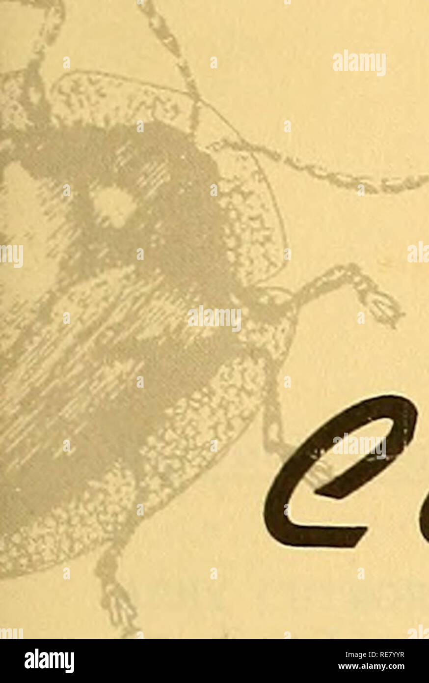 . Kooperative Wirtschaftsbeziehungen insekt Bericht. Nützlinge und Schädlinge. 7 -^ YUL^1 Nr. l n^Vr^, NV^ Mai 21, 1971. Hitf,. Bitte beachten Sie, dass diese Bilder sind von der gescannten Seite Bilder, die digital für die Lesbarkeit verbessert haben mögen - Färbung und Aussehen dieser Abbildungen können nicht perfekt dem Original ähneln. extrahiert. In den Vereinigten Staaten. Tier- und Pflanzengesundheit. Pflanzenschutz und Quarantäne Programme; in den Vereinigten Staaten. Büro der Entomologie und Quarantäne; in den Vereinigten Staaten. Anlage Pest Control. Hyattsville, MD. [Etc. ] Pflanzenschutz und Quarantäne Programm Stockfoto