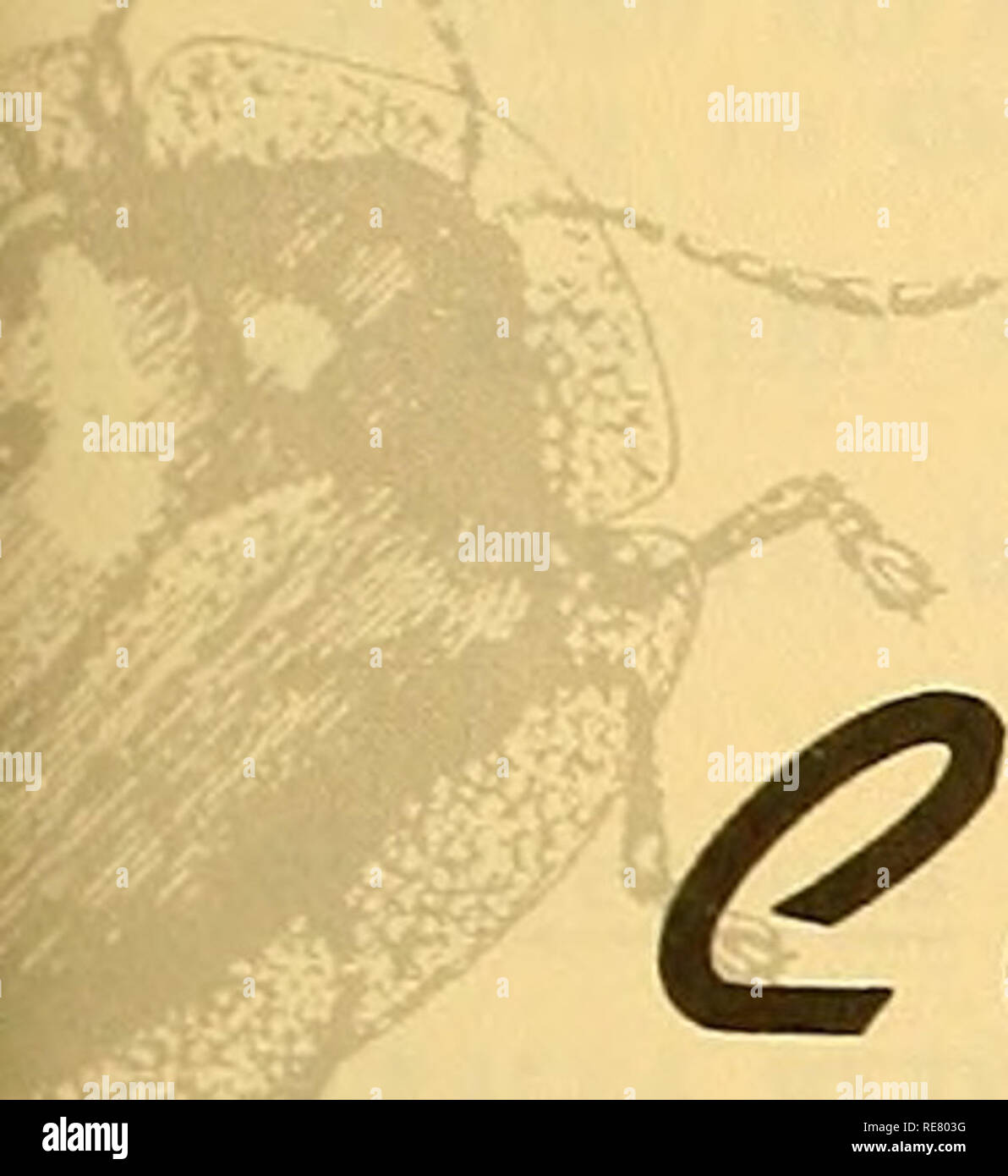 . Kooperative Wirtschaftsbeziehungen insekt Bericht. Nützlinge und Schädlinge. VOL. 21 Nr. 16 April 16, 1971 ^w^'. Bitte beachten Sie, dass diese Bilder sind von der gescannten Seite Bilder, die digital für die Lesbarkeit verbessert haben mögen - Färbung und Aussehen dieser Abbildungen können nicht perfekt dem Original ähneln. extrahiert. In den Vereinigten Staaten. Tier- und Pflanzengesundheit. Pflanzenschutz und Quarantäne Programme; in den Vereinigten Staaten. Büro der Entomologie und Quarantäne; in den Vereinigten Staaten. Anlage Pest Control. Hyattsville, MD. [Etc. ] Pflanzenschutz und Quarantäne Programme Tier- und Pl Stockfoto