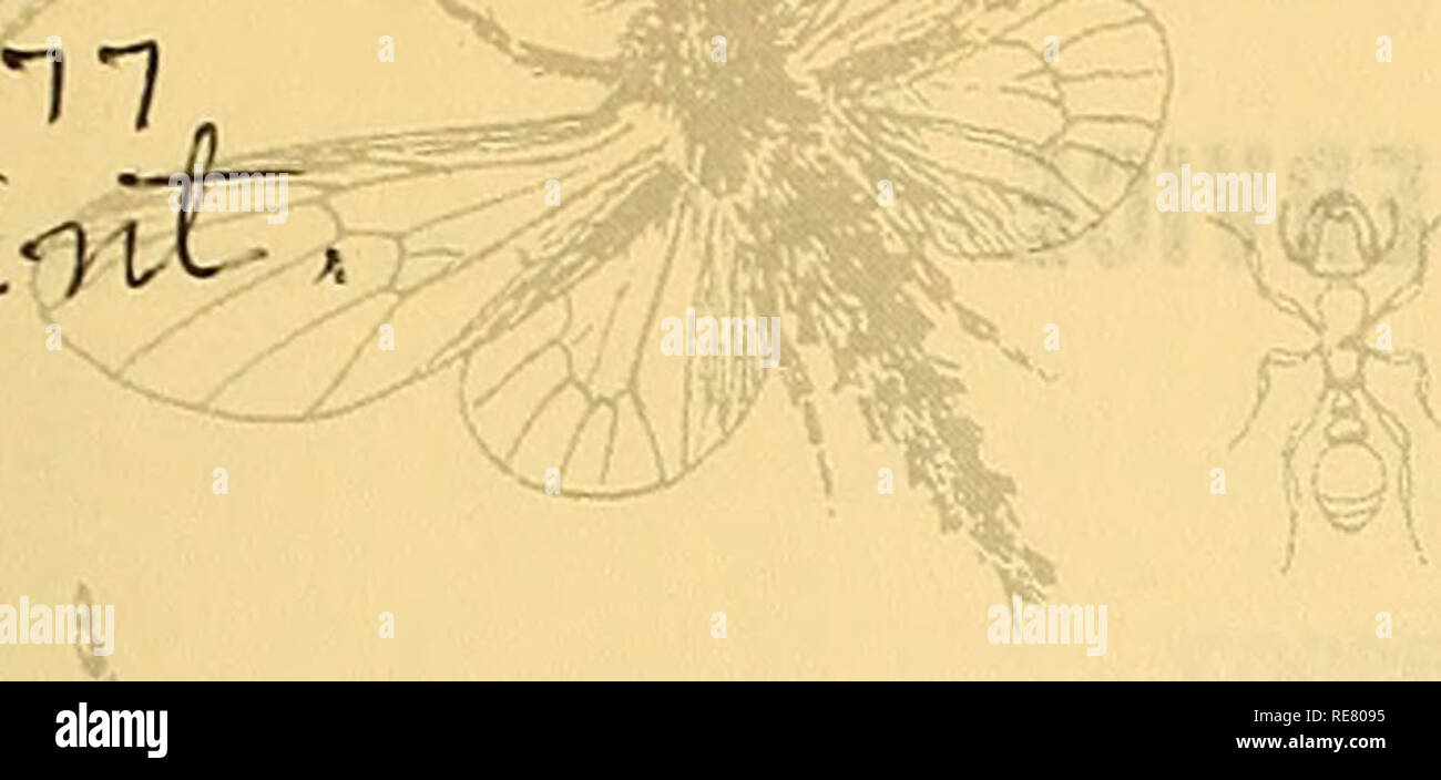 . Kooperative Wirtschaftsbeziehungen insekt Bericht. Nützlinge und Schädlinge. VOL. 21 Nr. 4. Januar 22,1971. Bitte beachten Sie, dass diese Bilder sind von der gescannten Seite Bilder, die digital für die Lesbarkeit verbessert haben mögen - Färbung und Aussehen dieser Abbildungen können nicht perfekt dem Original ähneln. extrahiert. In den Vereinigten Staaten. Tier- und Pflanzengesundheit. Pflanzenschutz und Quarantäne Programme; in den Vereinigten Staaten. Büro der Entomologie und Quarantäne; in den Vereinigten Staaten. Anlage Pest Control. Hyattsville, MD. [Etc. ] Pflanzenschutz und Quarantäne Programme der Tier- und Pflanzenwelt Stockfoto