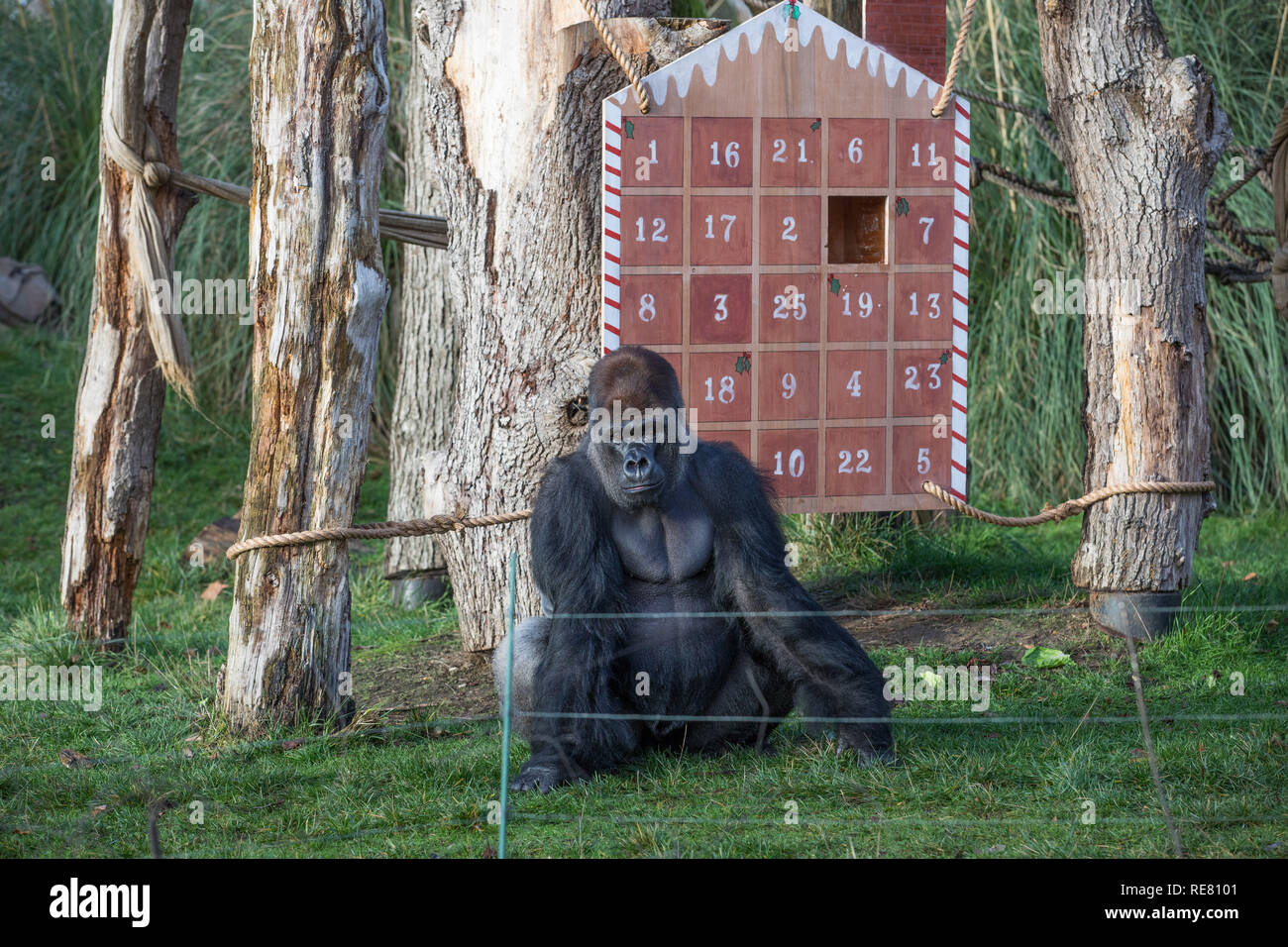 Countdown bis Weihnachten, Wächter erstellt einen riesigen Adventskalender für die Truppe im Zoo von vom Aussterben bedrohten Westlichen Flachlandgorillas, die Türen mit einem festlichen der Nation veg-Rosenkohl gefüllt. Anderswo, asiatische Löwinnen Heidi, Indi und Rubi haben ihre ganz eigene "Christmas Pudding" - eine riesige Kugel mit dem Duft der klassischen yuletide Gewürze - Zimt und Muskatnuss - Begabte durch's Land der Zoo der Löwen Sponsoren, Liontrust. Baktrischen Kamele Noemie und Dschingis erhalten auch in Auf der Weihnachtsfeier, mit Frühstück serviert in einem Super - sortiertes Lager - eine festliche Note für die nativit Stockfoto