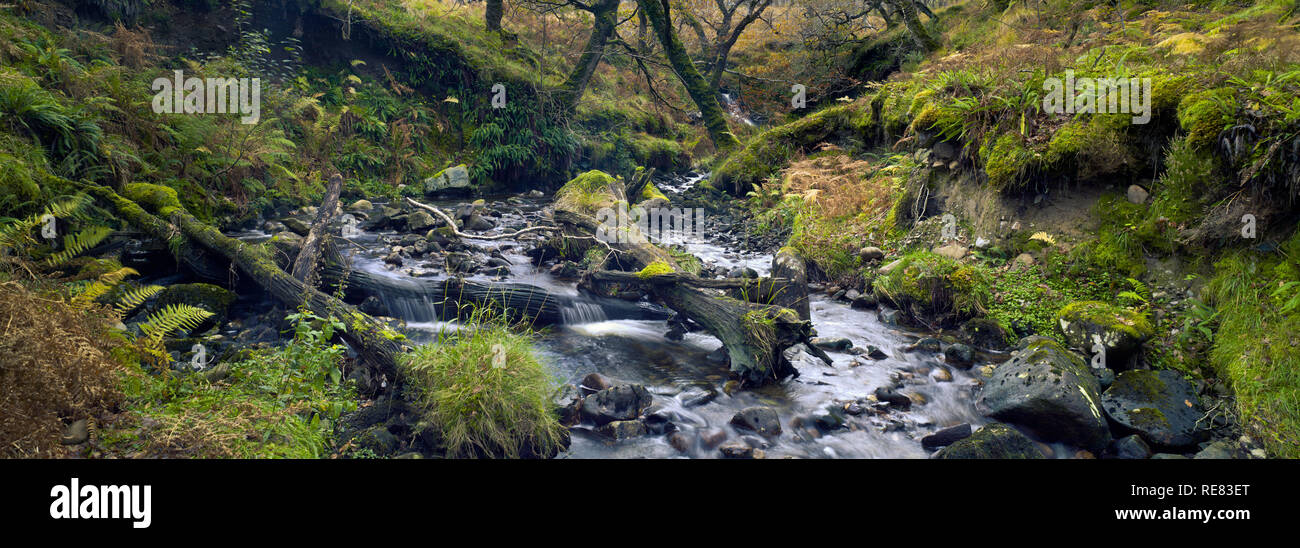 Stream im Nationalpark. Moss Moss Bäume und Steine. Wald Creek. Herbst. Connemara, Irland. Stockfoto
