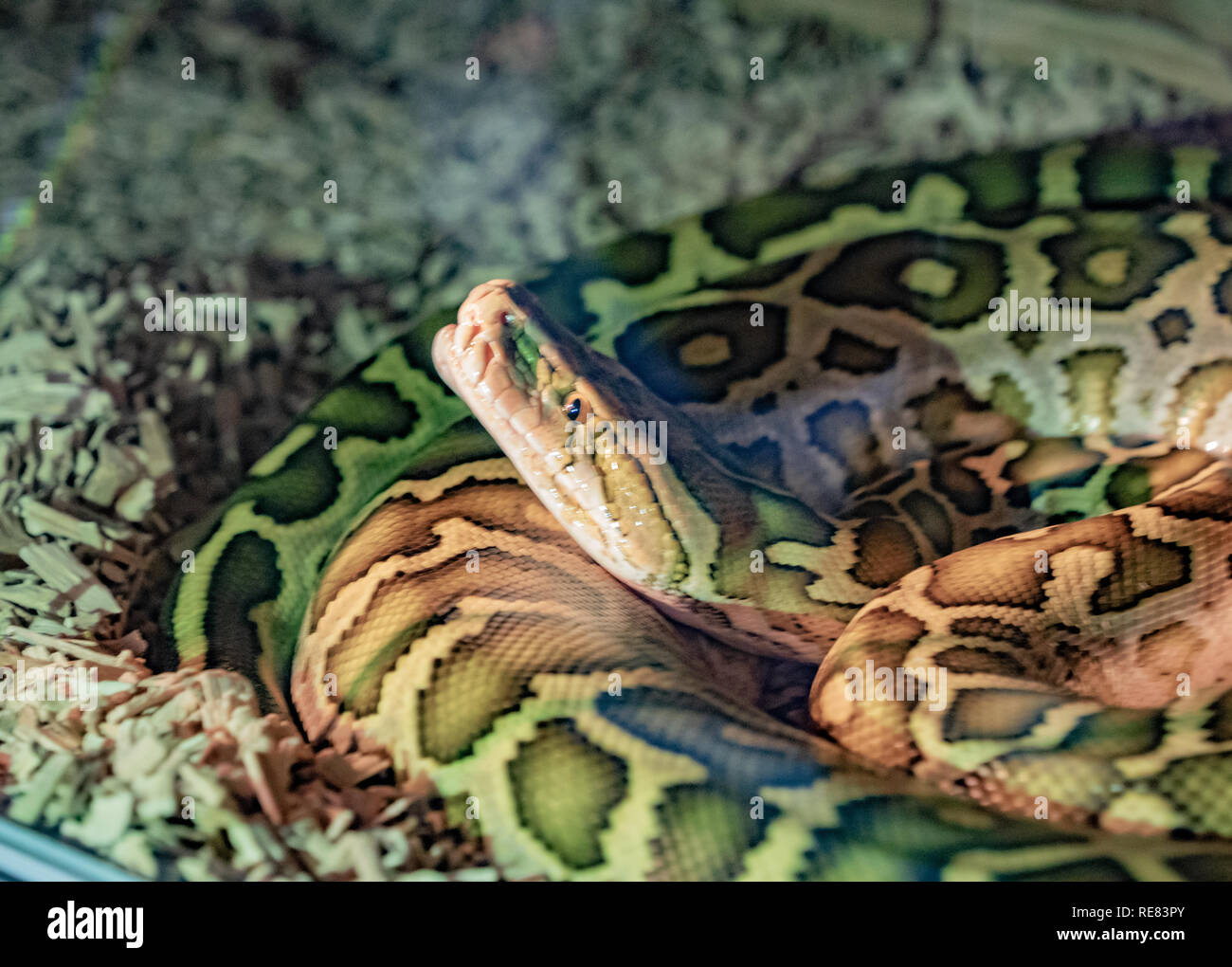 Große grüne Python mit braunen Flecken in Gefangenschaft Stockfoto