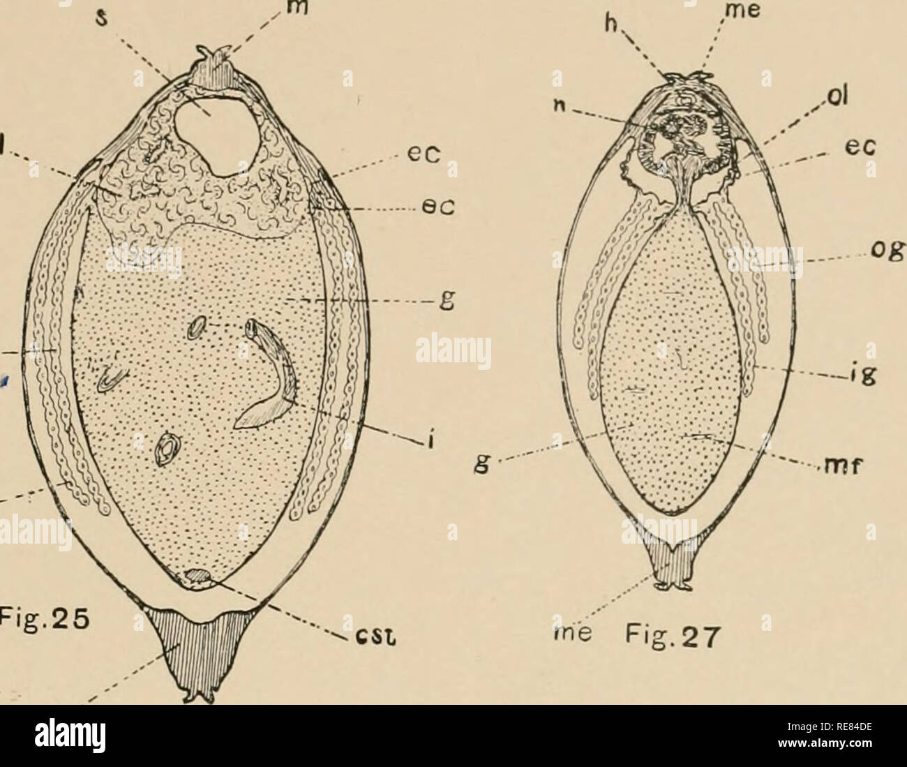 . Ein Beitrag zur Kenntnis der Morphologie der lamellibranchiate Muscheln. Bivalvia. Abb. 24 DIE --m og-me. Abb. 25 mich Abb. 27 Og.. . Bitte beachten Sie, dass diese Bilder sind von der gescannten Seite Bilder, die digital für die Lesbarkeit verbessert haben mögen - Färbung und Aussehen dieser Abbildungen können nicht perfekt dem Original ähneln. extrahiert. Kellogg, James Lawrence, 1866-1938; United States Fish Kommission. Washington: G. S. O. Stockfoto