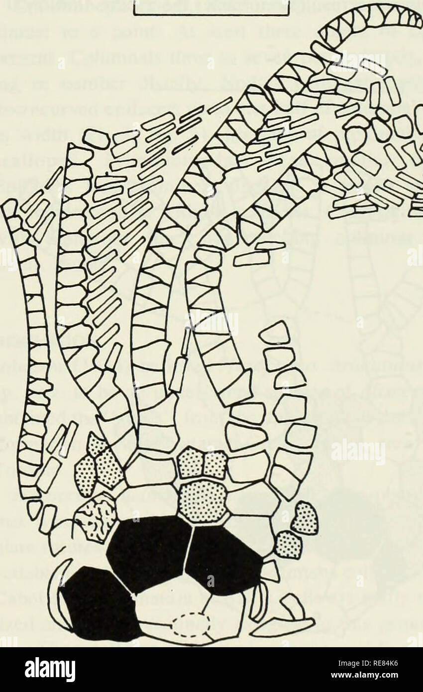 . Frühe Llandovery crinoiden und stelleroids aus der Katarakt Gruppe (untere Silur) im südlichen Ontario, Kanada. , Fossile Crinoidea, Seesterne, Fossil, Paläontologie, Paläontologie. Tabelle 2 Maße (in mm) der Typen von Macrostylocrinus jordanensis sp. nov. Holotyp Paratype Paratyjje Paratype Messungen ROM 38997 a I ROM ROM 38997 b 38998 b 38998 a ROM Aboral Schale Höhe 6.1 - 5.4* 4.0* Aboral Schale Breite 7,1* 8,6 7,1* 4,8* basale Höhe 1,4 - - - basale Breite 2,1 - - - radialen Höhe 2.1 2.4 2.5 1.3 radialen Breite 2,9 2,8 2,7 1,5 Primibrachial, Höhe 0,89 1,5 0,76 0,76 Primibrachiali Breite 1,8 2,3 Stockfoto