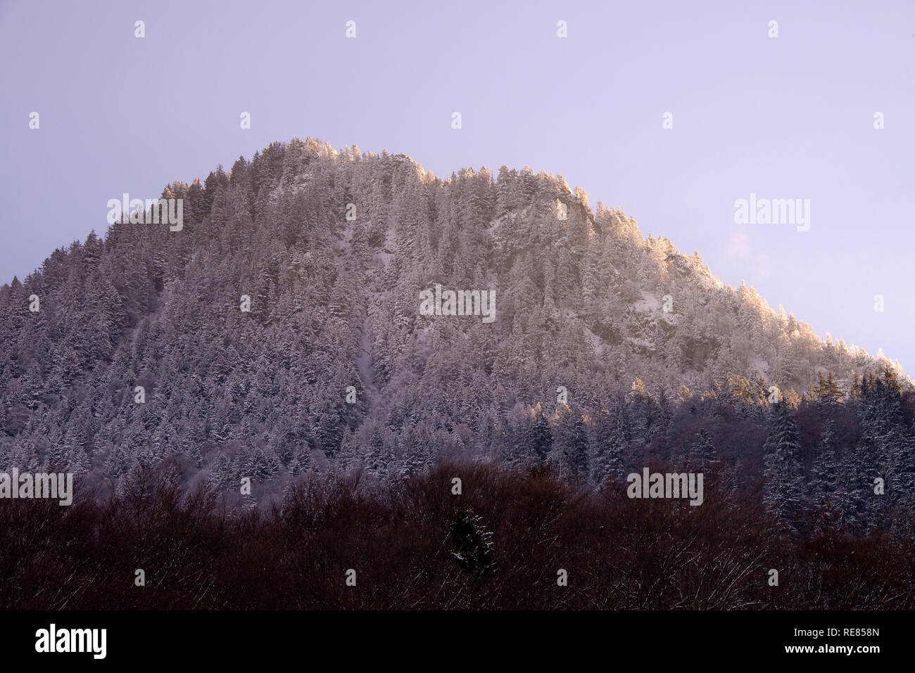 Schönen Morgen Winter Sonnenschein Leuchten Kiefernwald in den Bergen in der Nähe von Morzine Haute Savoie Portes du Soleil Frankreich Stockfoto