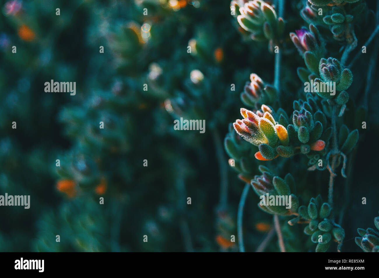 Detail einer Knospe des delosperma cooperi in der Wildnis Stockfoto