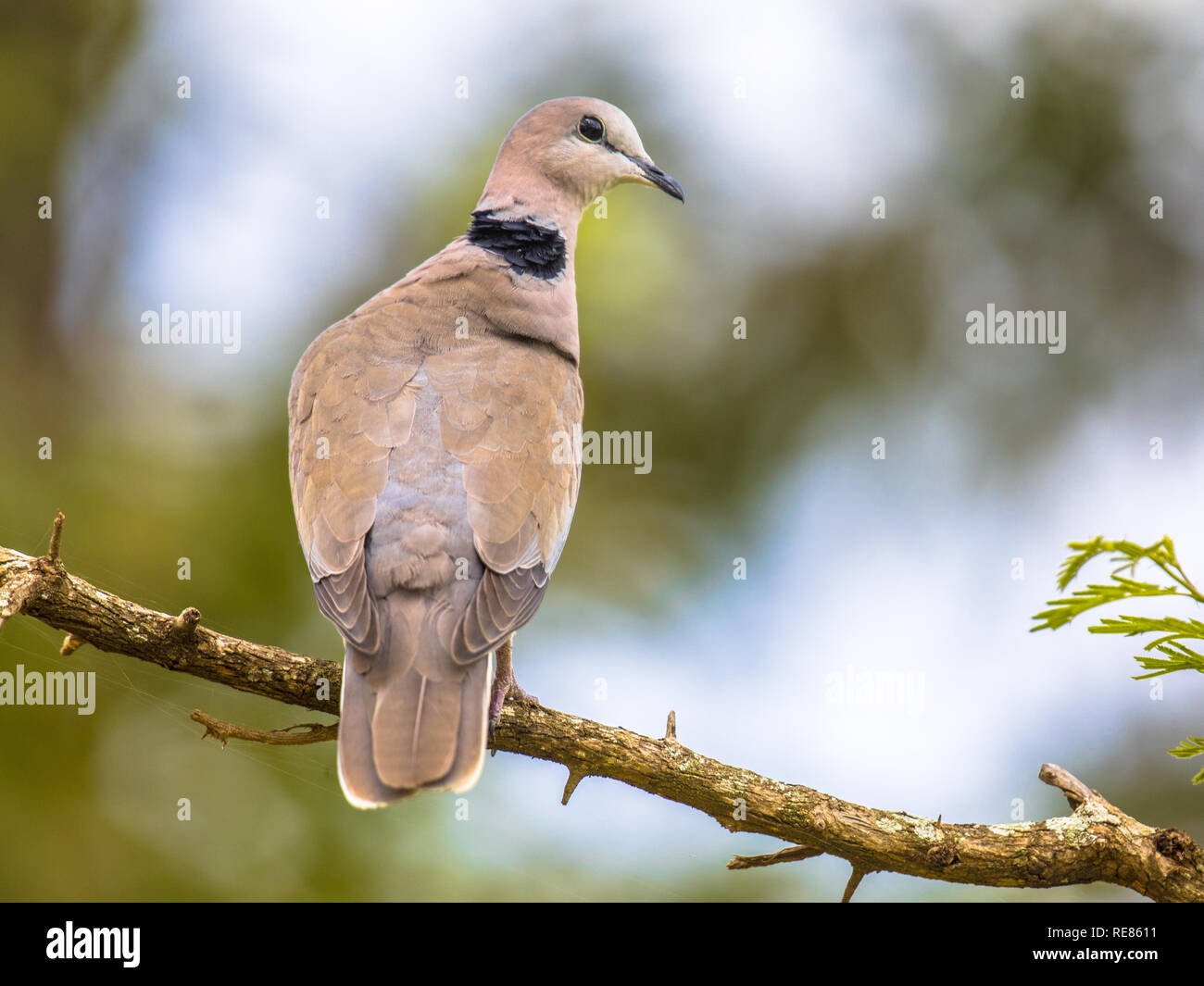 Kap Turteltaube (Streptopelia capicola) auf Zweig mit hellen Hintergrund thront Stockfoto