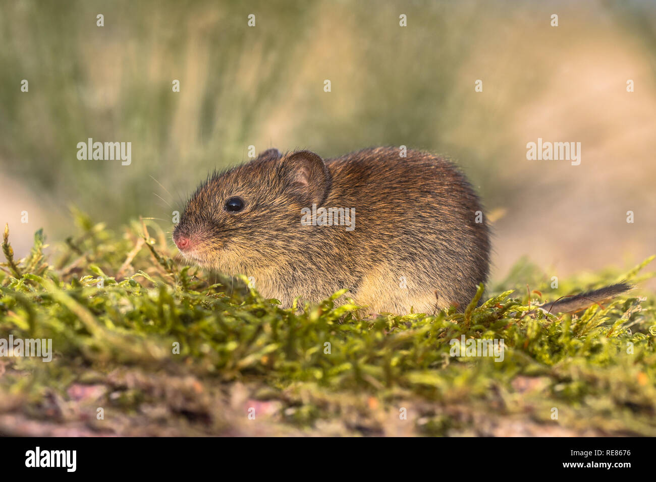 Bank vole (Myodes glareolus Clethrionomys glareolus; früher). Kleine vole mit rot-braunen Fell auf Moss in natürlicher Umgebung Stockfoto
