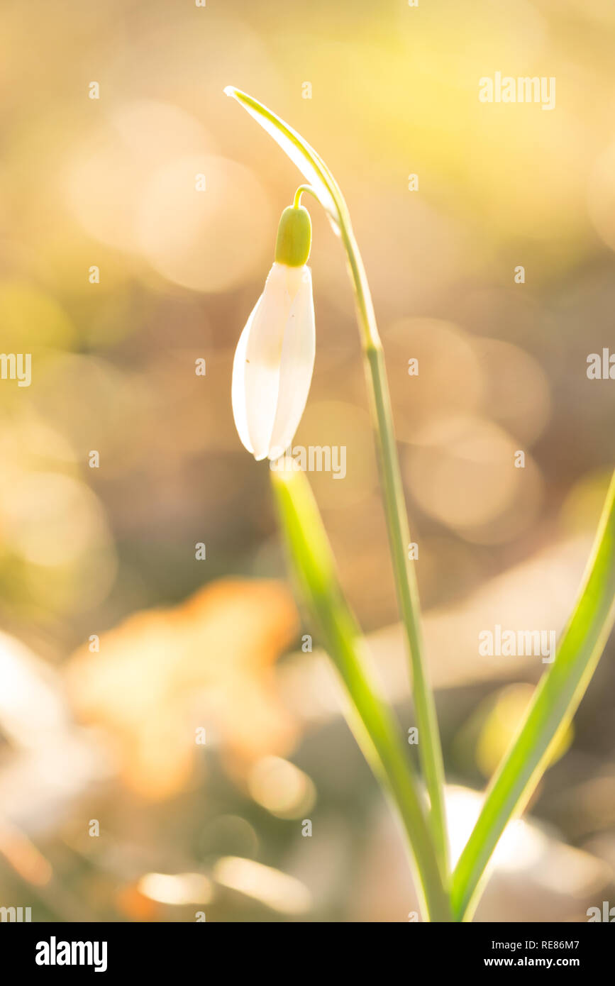 Nahaufnahme eines Snowbell steht in der Sonne mit einem Bokeh Hintergrund in einem Wald im Frühling Stockfoto