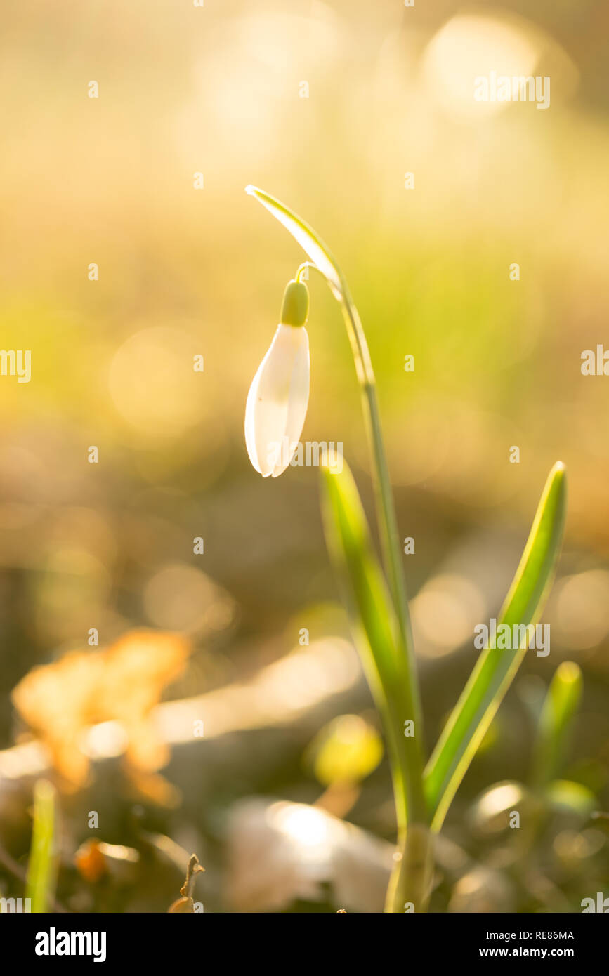 Nahaufnahme eines Snowbell steht in der Sonne mit einem Bokeh Hintergrund in einem Wald im Frühling Stockfoto