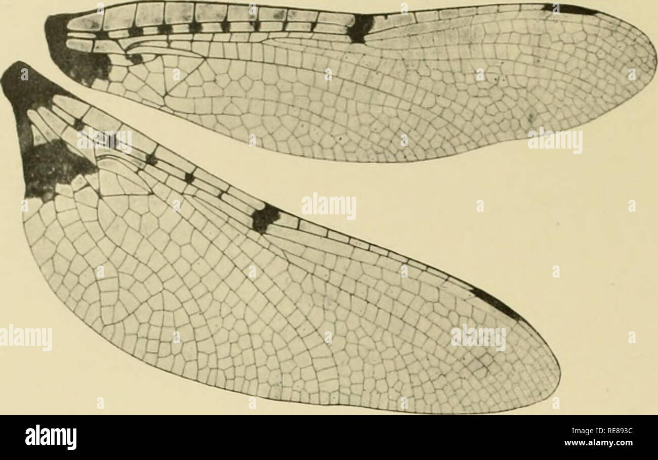 . Cordulines. Corduliidae. 38 SAMMLUNGEN SEL YS Gen. X. NEUROCORDULIA Selvs.. Abb. 45. Â Ailes de Ncurocordtilia obsoleta Sagen 9 (Slg. Acad.Nat. Wissenschaften von Philadelphia). I.[N] obsoleta (Abb. 45, 46, 47, 48). Sagen, Journ. Acad. Philad., VIII, 1839. Ââ Selys, Lac. A.a.o., 1871. Â Hagen, Psvche, juillet 1890. Lebensraum: Etats-Unis, Nouvelle-Or Unns, Indiana, Illinois, Massaclinsetts, Neiv-Jersey, etc.. Bitte beachten Sie, dass diese Bilder aus gescannten Seite Bilder, die digital für die Lesbarkeit verbessert haben mögen - Färbung und Aussehen dieser Abbildungen können nicht Perfekt r extrahiert werden Stockfoto