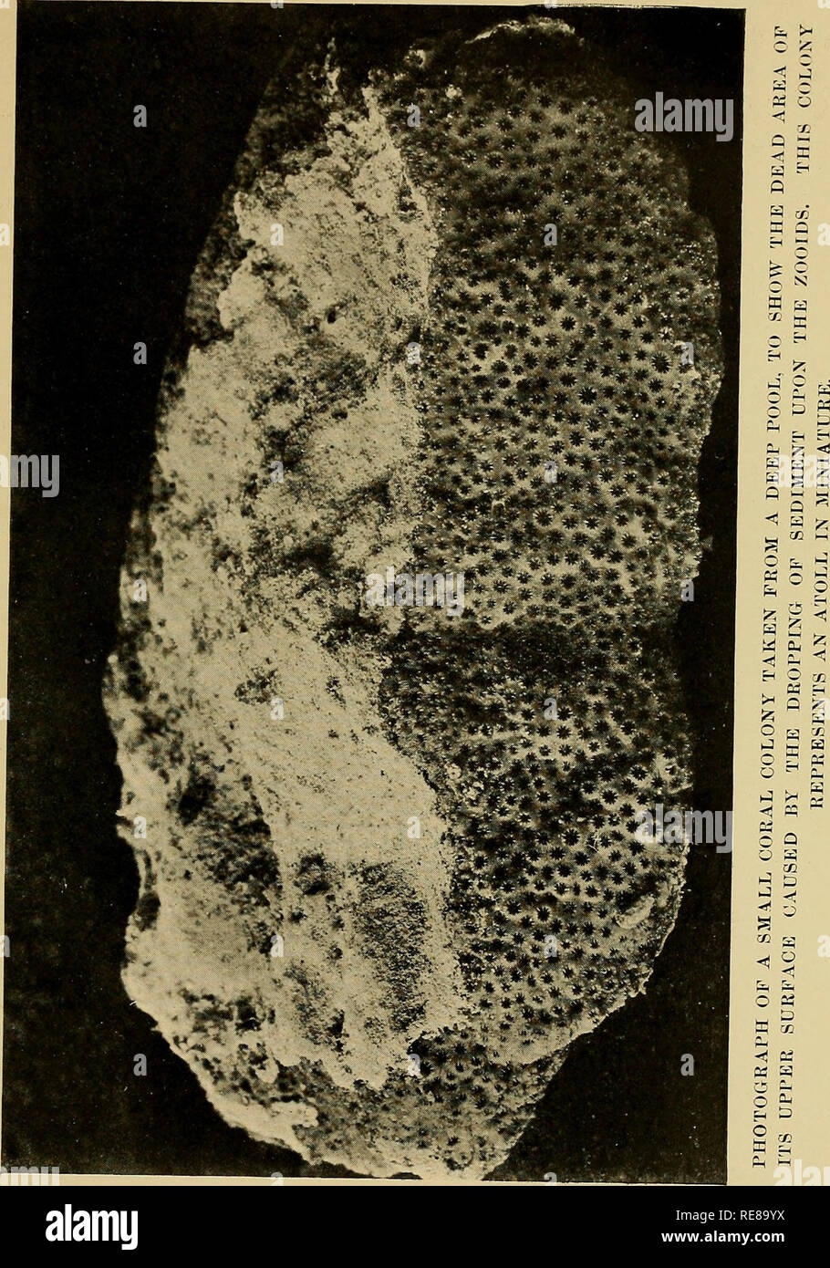 . Korallenriffe und Atolle: Geschichte und Beschreibung Der Keeling-Cocos Inseln, mit ihrer Fauna und Flora, und eine Diskussion über die Methode der Entwicklung und Transformation von Coral Strukturen im Allgemeinen. Korallenriffe und Inseln. . Bitte beachten Sie, dass diese Bilder sind von der gescannten Seite Bilder, die digital für die Lesbarkeit verbessert haben mögen - Färbung und Aussehen dieser Abbildungen können nicht perfekt dem Original ähneln. extrahiert. Jones, F. Holz (Frederic Holz), 1879-1954. London, Lovell Reeve &Amp; Co., Ltd. Stockfoto