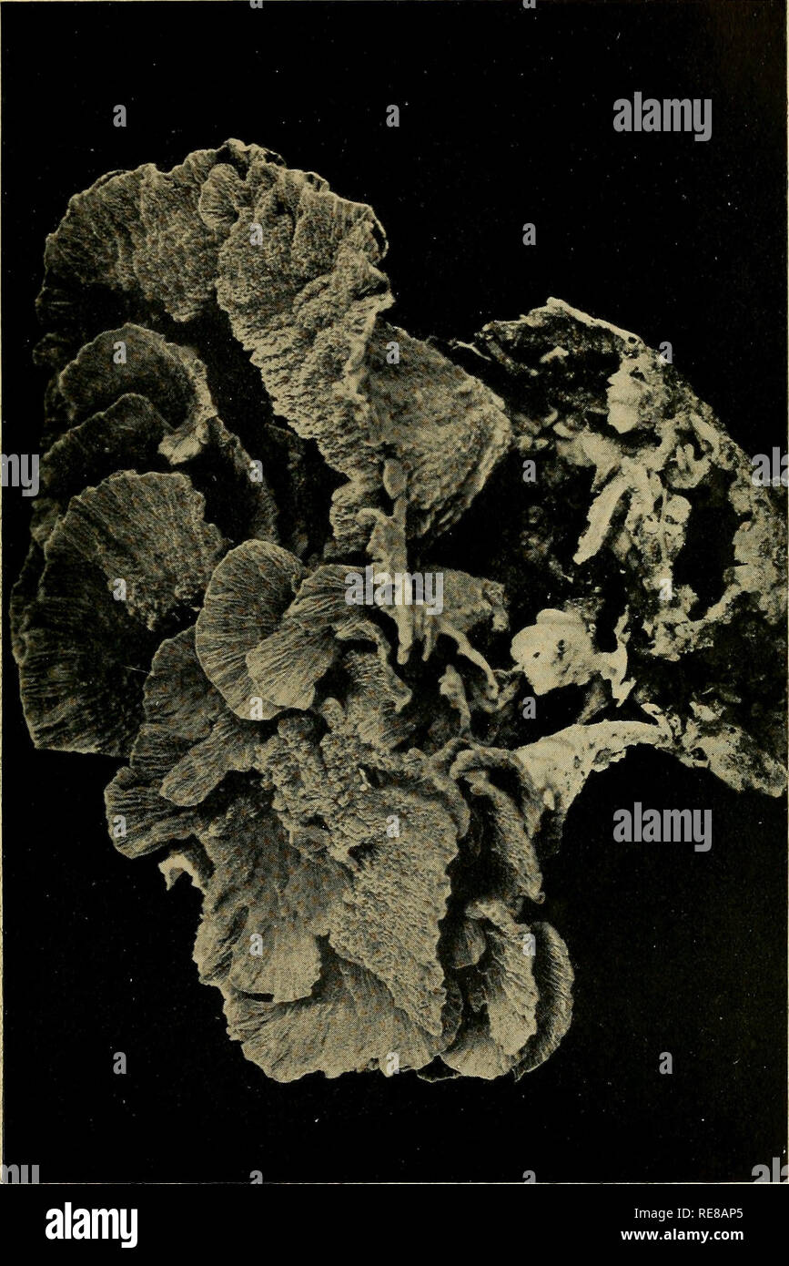 . Korallenriffe und Atolle: Geschichte und Beschreibung Der Keeling-Cocos Inseln, mit ihrer Fauna und Flora, und eine Diskussion über die Methode der Entwicklung und Transformation von Coral Strukturen im Allgemeinen. Korallenriffe und Inseln. . Bitte beachten Sie, dass diese Bilder sind von der gescannten Seite Bilder, die digital für die Lesbarkeit verbessert haben mögen - Färbung und Aussehen dieser Abbildungen können nicht perfekt dem Original ähneln. extrahiert. Jones, F. Holz (Frederic Holz), 1879-1954. London, Lovell Reeve &Amp; Co., Ltd. Stockfoto