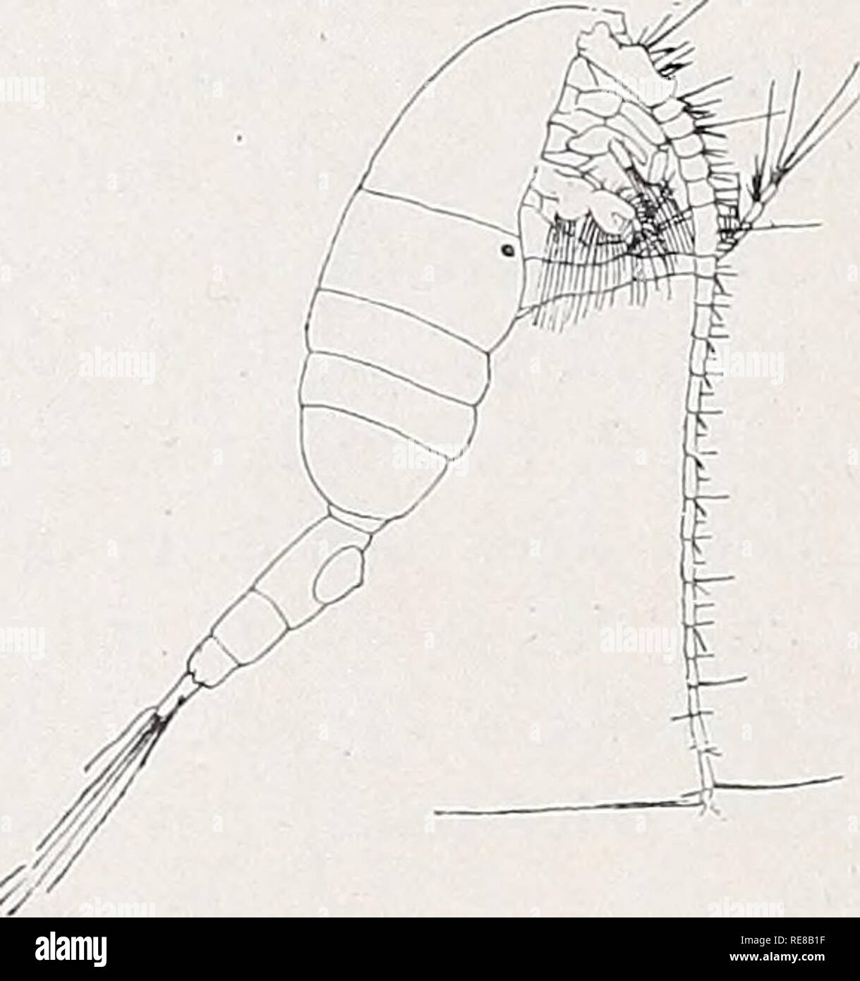 . Copepoden. Copepoda. VIII 104 v. Breemen. 2. Abdomen Abdomen