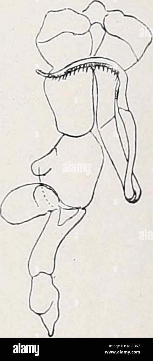 . Copepoden. Copepoda. Abb. 101. Parastephos pallidus. cf-Dorsalen, b 4. B. d", c 5. B.&lt; J. / Sars. und gebogen, mit regelmäßigen Reihe von zähner an der konkaven Seite; linkes B. mit Krassem verbreitertem drittletztem Gl., dieses am Ende mit ovalem, lamellösem Auswuchs an der Außenseite, Endgl. löffeiförmig. - L. $ 1,9 mm. Norwegische und schottisch Küste. Tharybis G.0. Sars. Kopf mit 1. Thsegm. verschmolzen; sterben letzten Thsegm Nummern-oper. getrennt; Kopf mit 2 zarten Fäden. Abdomen beim 9 4, -, beim Tf5-gldr., bei Nummern-oper mit schnellen geschwundenem Analsegm. 1. Ant.bei Nummern-oper Geschle Stockfoto