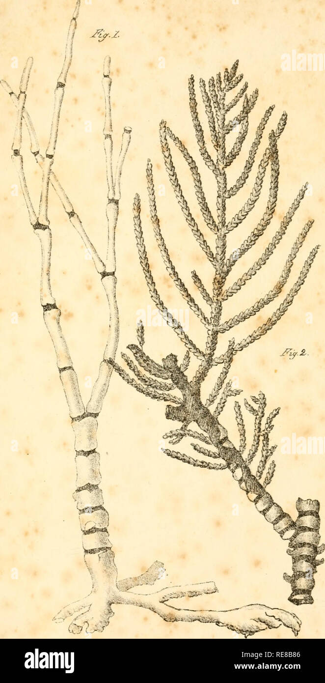. Corallina, oder eine klassische Anordnung der flexible Coralline polypidoms. Korallen. XVUI. . J^i'Tttei/^o^^^^wenn SF - 2.. '^ Wc/JyS - Ewg f^r^ICO^^" tic^^ ccy.. Bitte beachten Sie, dass diese Bilder sind von der gescannten Seite Bilder, die digital für die Lesbarkeit verbessert haben mögen - Färbung und Aussehen dieser Abbildungen können nicht perfekt dem Original ähneln. extrahiert. Lamouroux, M. (Jean Vincent Félix), 1779-1825. London, Sherwood und Co.; [etc. Usw.] Stockfoto