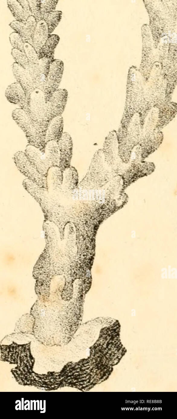 . Corallina, oder eine klassische Anordnung der flexible Coralline polypidoms. Korallen. JLVIX. m^^ 4^k^-^%." f*J-J'.^. V -&gt; -: "^t.. Bitte beachten Sie, dass diese Bilder sind von der gescannten Seite Bilder, die digital für die Lesbarkeit verbessert haben mögen - Färbung und Aussehen dieser Abbildungen können nicht perfekt dem Original ähneln. extrahiert. Lamouroux, M. (Jean Vincent Félix), 1779-1825. London, Sherwood und Co.; [etc. Usw.] Stockfoto