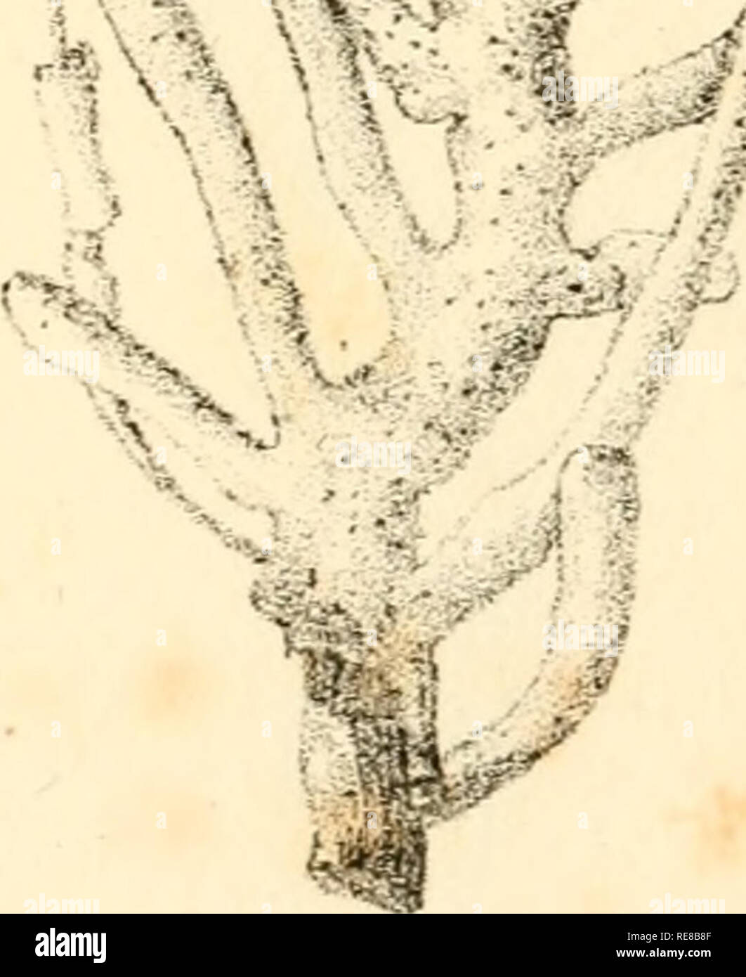 . Corallina, oder eine klassische Anordnung der flexible Coralline polypidoms. Korallen. Â %'-^^. J C J/^ ji/ufi ""^LitKoiT n exjaura Öl. Bin Lei ky Jkst. oaceci'.. Bitte beachten Sie, dass diese Bilder sind von der gescannten Seite Bilder, die digital für die Lesbarkeit verbessert haben mögen - Färbung und Aussehen dieser Abbildungen können nicht perfekt dem Original ähneln. extrahiert. Lamouroux, M. (Jean Vincent FÃ©lix), 1779-1825. London, Sherwood und Co.; [etc. Usw.] Stockfoto