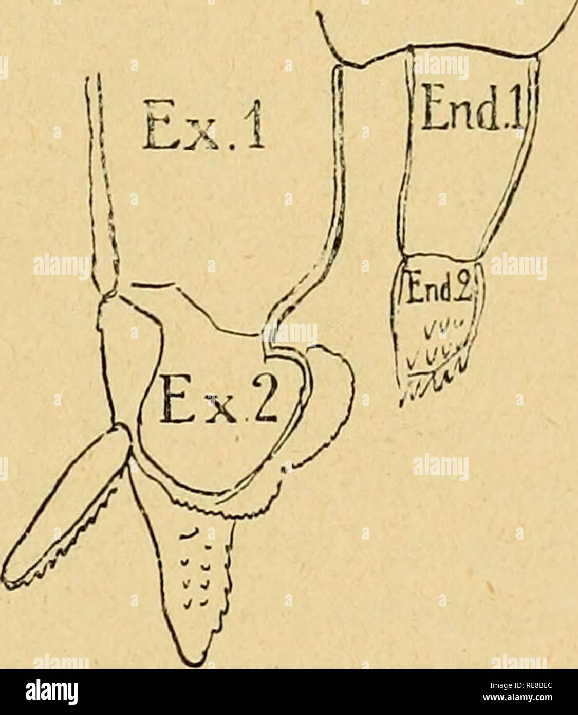 . CopÃ© podes. Copepoda. CENTROPAGID^E 21 Söhne: Wolfsee, loOO m. 1 entre les Rechnungshofes © es de Saflen et de Domlesch^ (Klausener 1908). 7. Diaptomus denticornis Wierz. D. graeilis var.y. Wierzejski, A., jezior Tatrzanskicli fauny Materyjali tun. Spra-Wort. Kom.fizyogr., Akad. Krakowie, Vol. 16, S. 234, Pi. 3, Abb. 7-9. 1882. Â D. Denti - cornis. De Gderne, J. et Richard, J., RÃ©Vision des Calanides d'eau Douce. MÃ©m. Soc. zool. Frankreich, Bd. 2, S. 84, Pi. 2, Abb. 8, Pi. 4, Abb. 8, 19. 1889. Ailes du letzte Segment thoracique de la 9 grandes, relativement peu saillantes Sur Le Côté tÃ©s, Ã Winkel obtu Stockfoto