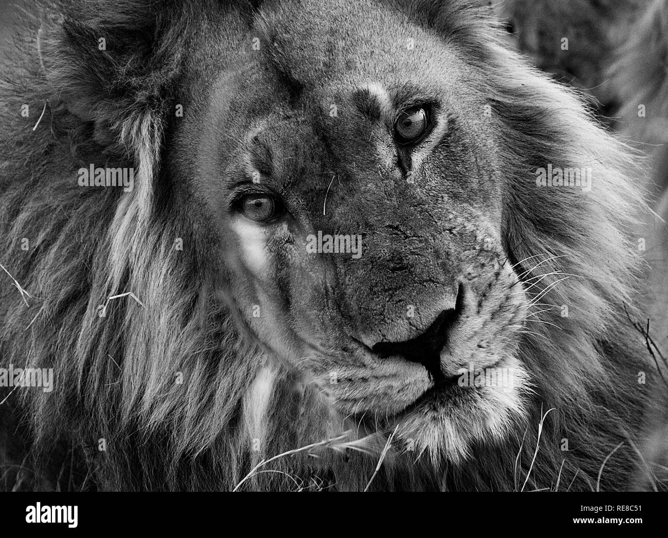 Schwarz Weiss Lowe Stockfotos Und Bilder Kaufen Alamy