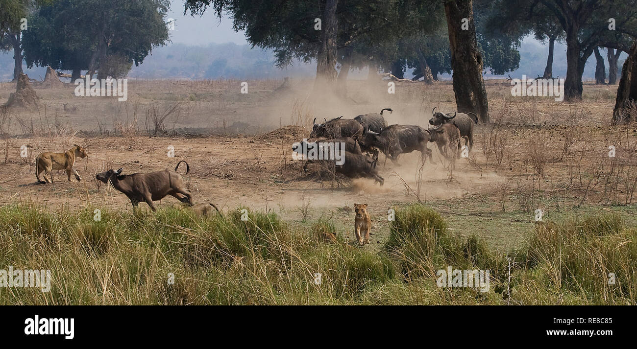 Ein Pride Of Lions haben eine Falle für den Büffel, aber der Büffel haben den Spieß umgedreht und kämpfen zurück. Stockfoto